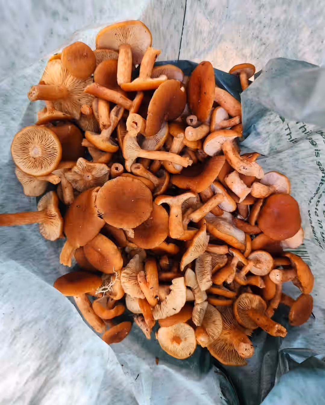 Candy Cap Mushroom Mini Cookies