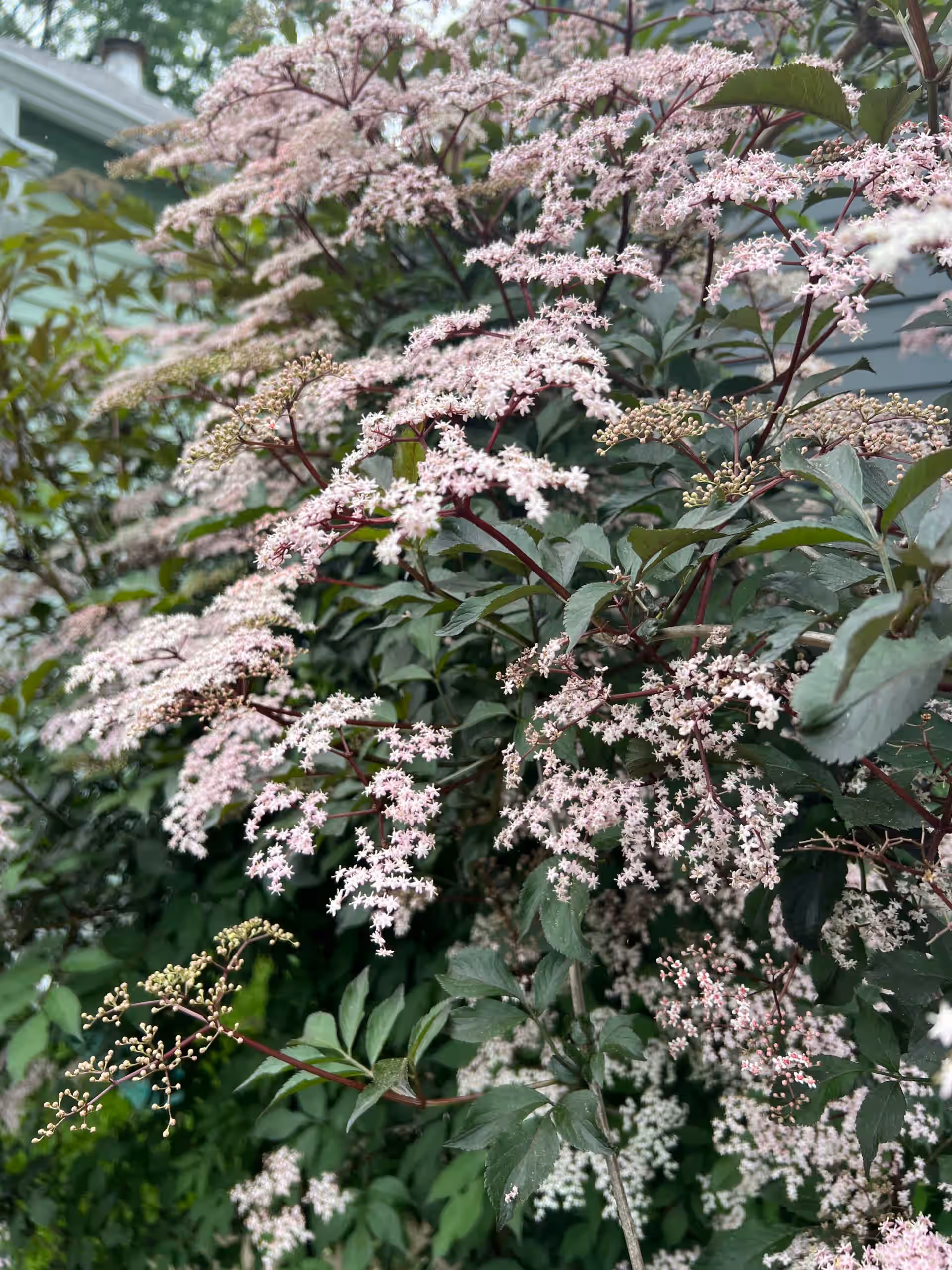 Fresh Elderberry Flowers, Edible & Medicinal