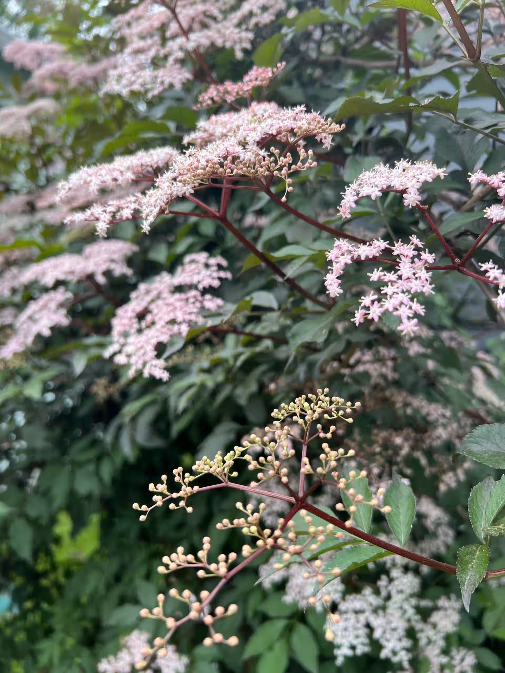 Fresh Elderberry Flowers, Edible & Medicinal