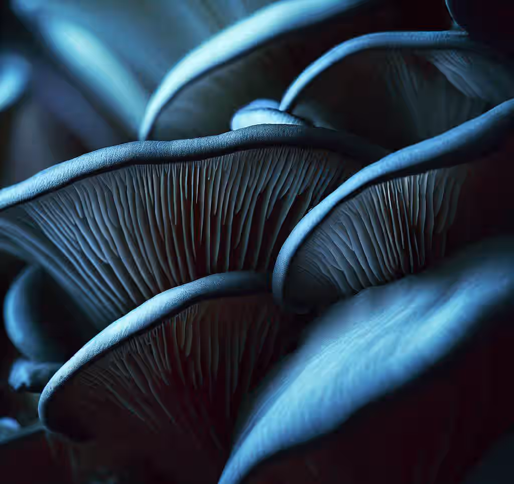 Blue Oyster (Pleurotus Ostreatus Columbinus) Mushroom 3-lbs Grain Spawn -TOP GENETICS-