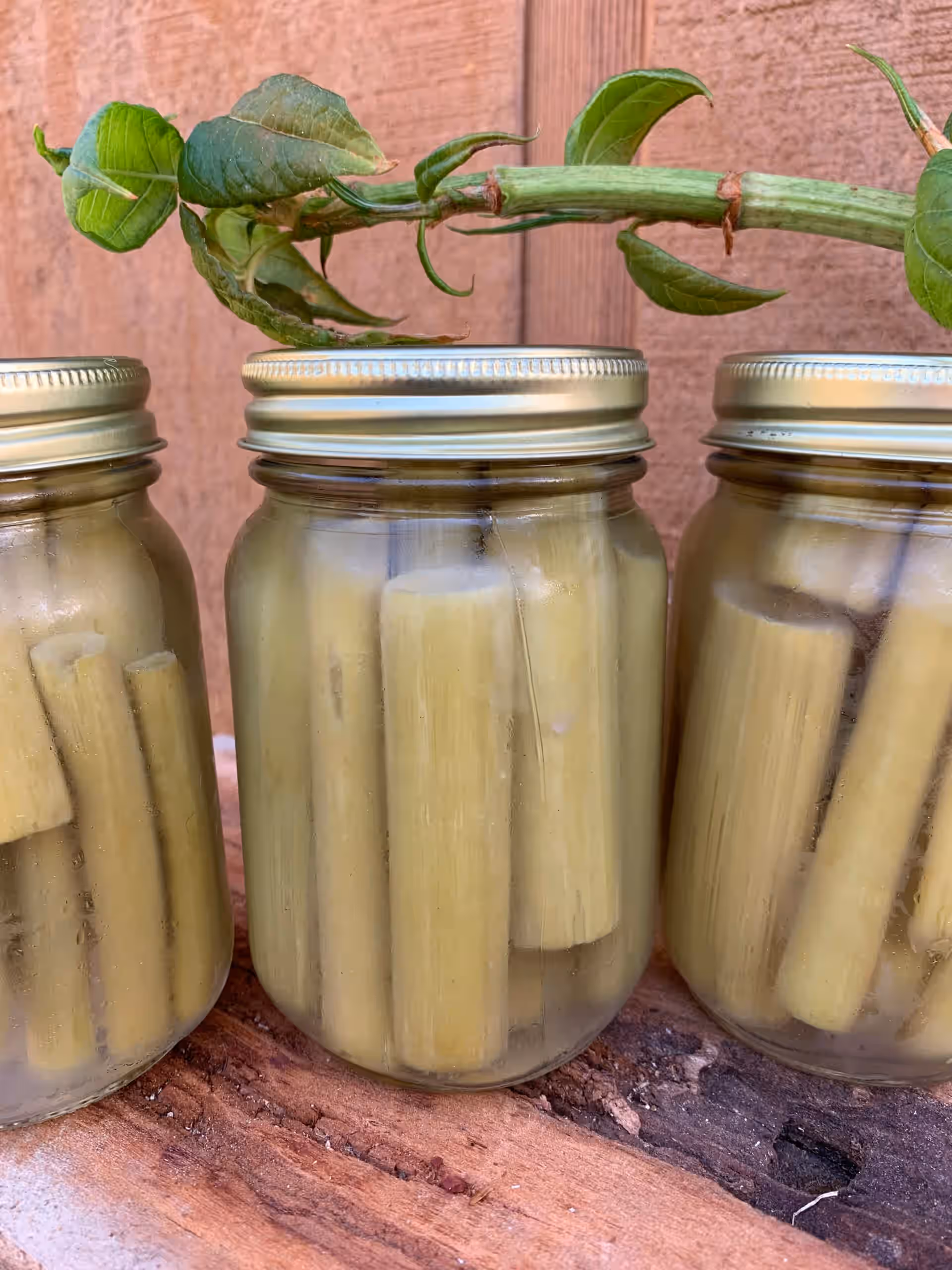 Japanese Knotweed Pickles