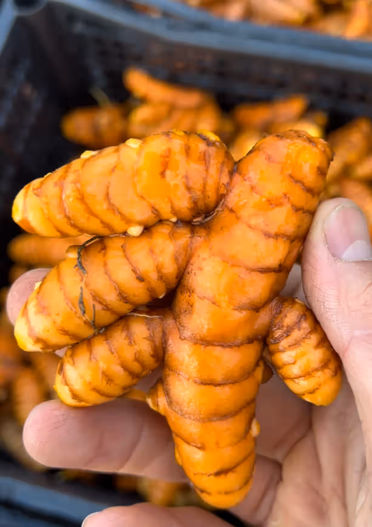 Turmeric