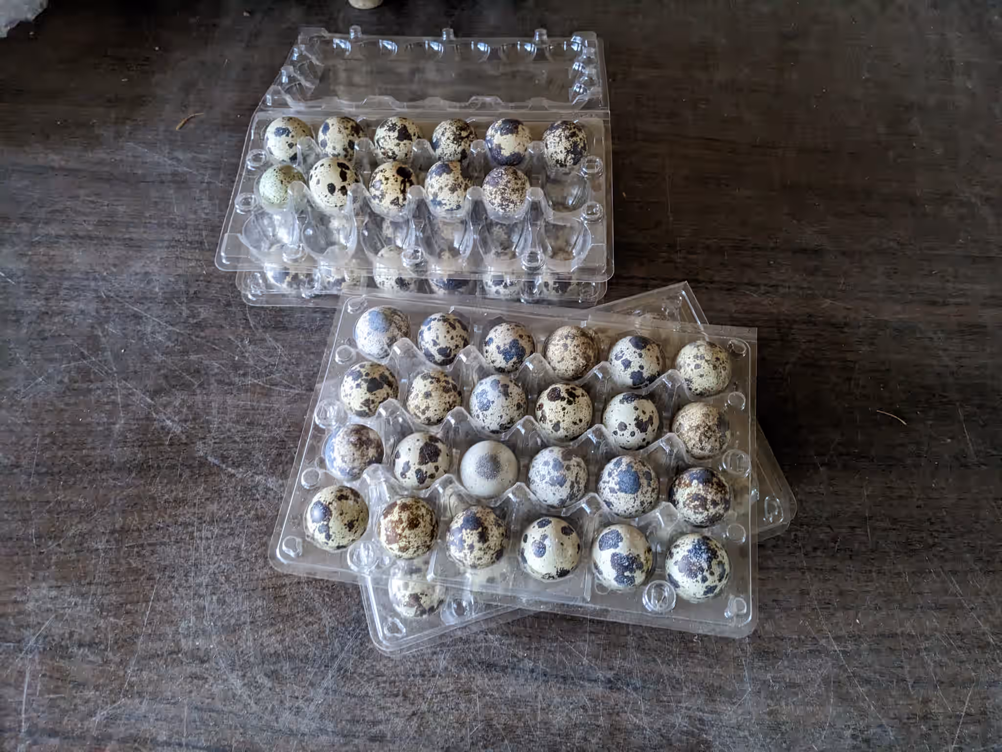 FRESH - Organic Coturnix Quail Eggs
