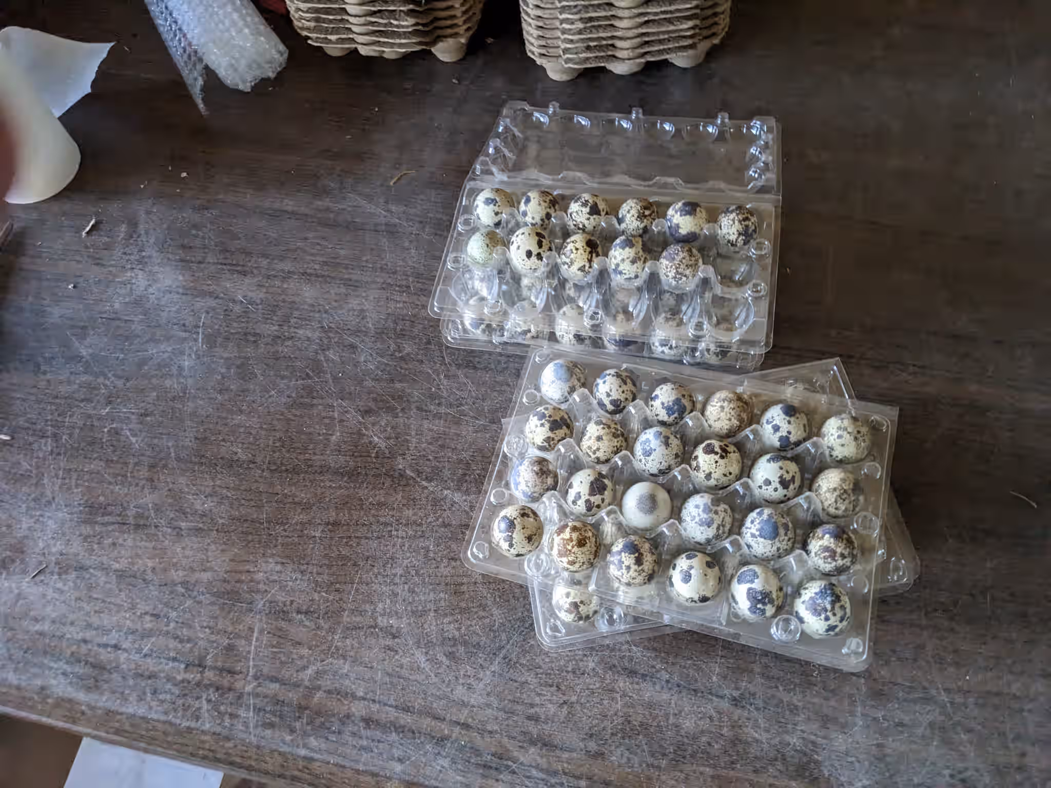 FRESH - Organic Coturnix Quail Eggs