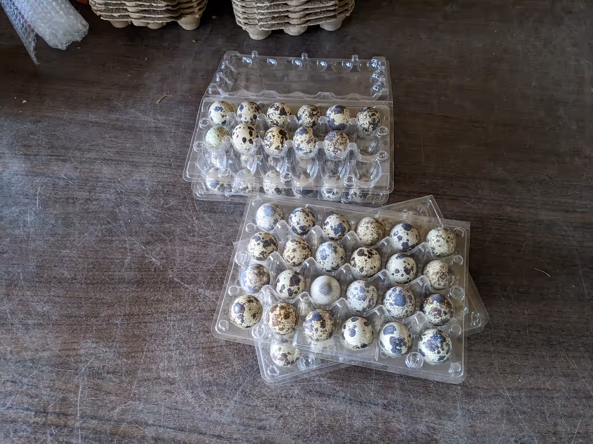 FRESH - Organic Coturnix Quail Eggs 3 FRESH - Organic Coturnix Quail Eggs