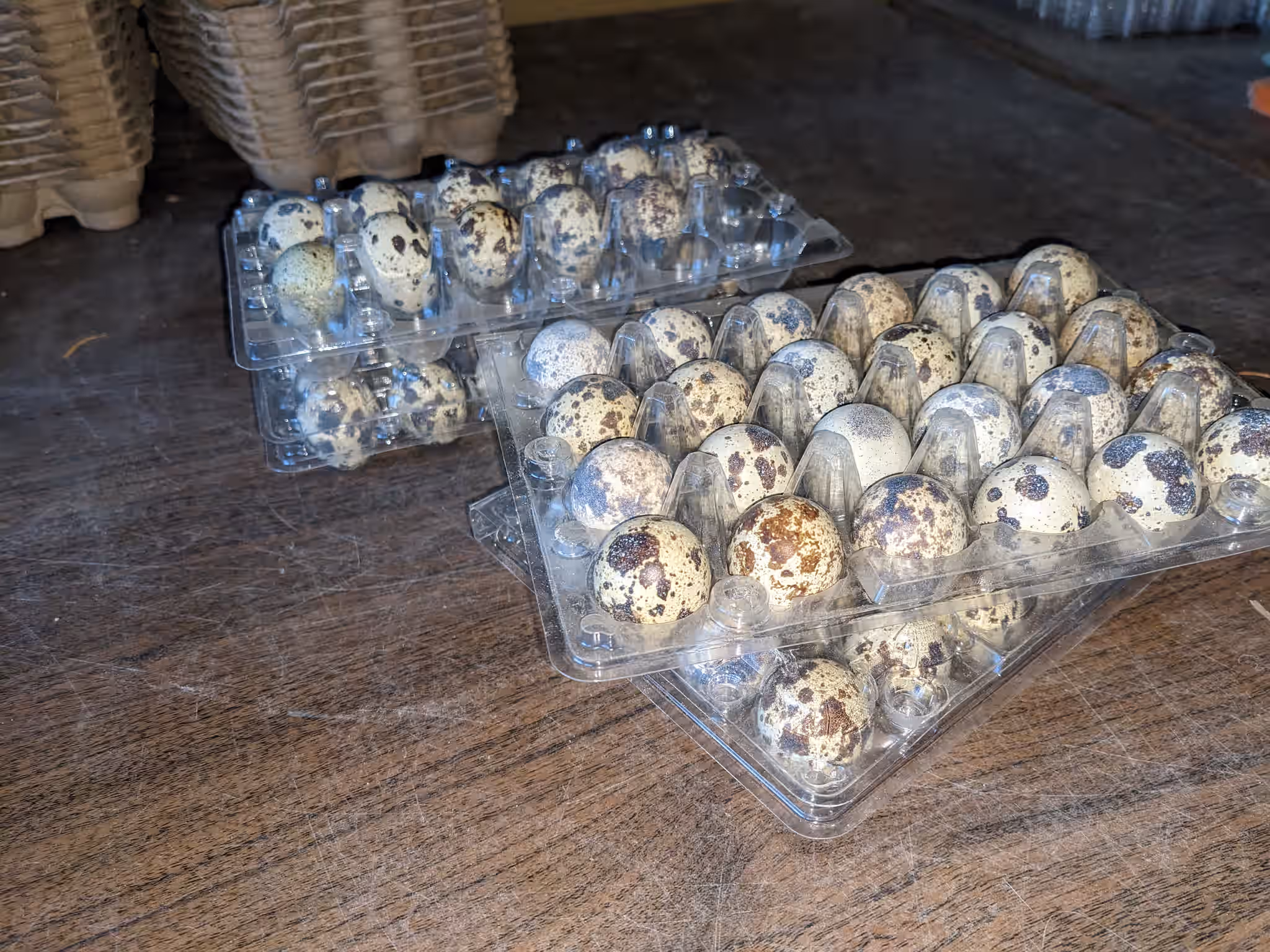 FRESH - Organic Coturnix Quail Eggs 4 FRESH - Organic Coturnix Quail Eggs