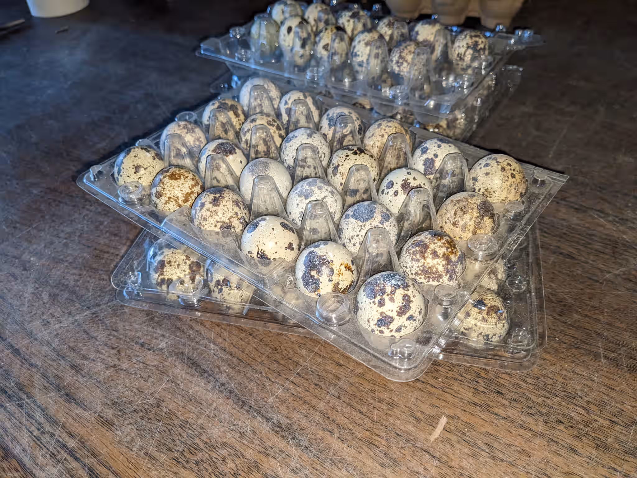 FRESH - Organic Coturnix Quail Eggs 5 FRESH - Organic Coturnix Quail Eggs