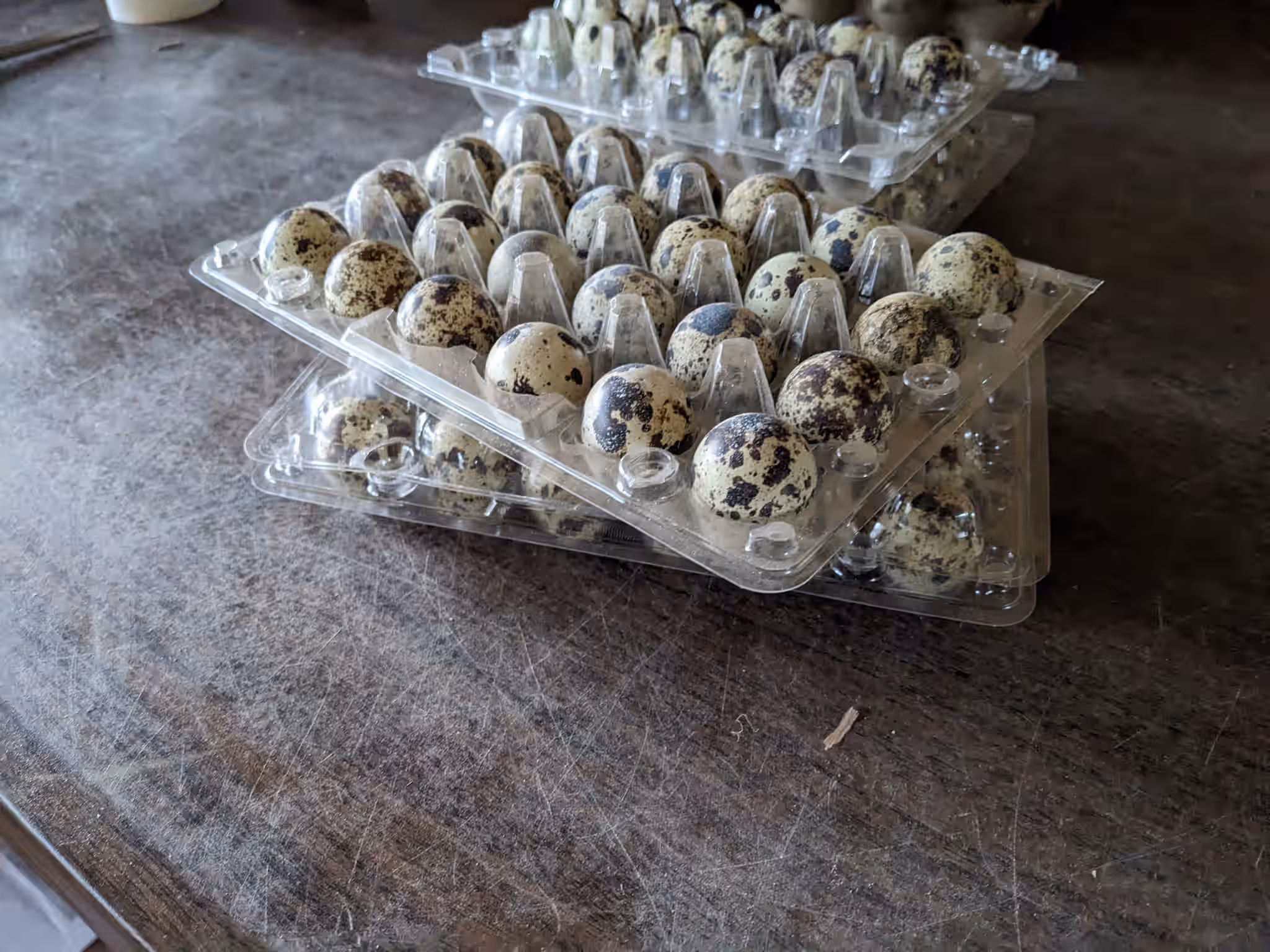 FRESH - Organic Coturnix Quail Eggs 6 FRESH - Organic Coturnix Quail Eggs
