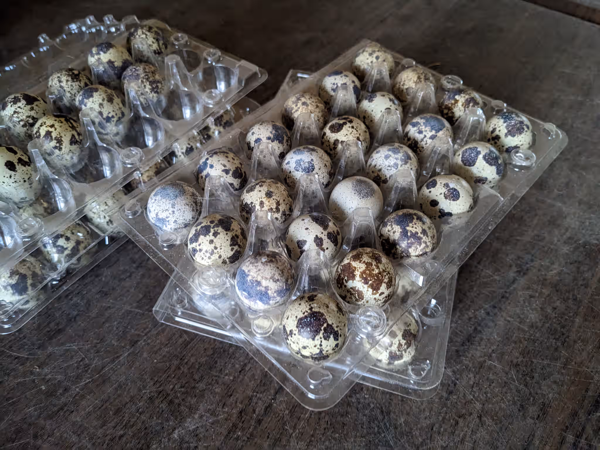 FRESH - Organic Coturnix Quail Eggs 7 FRESH - Organic Coturnix Quail Eggs