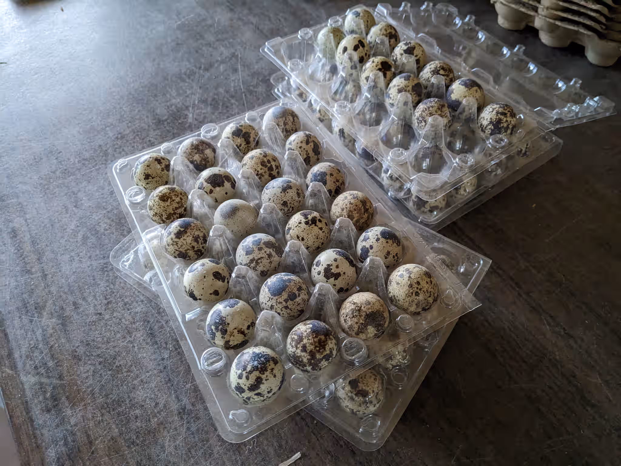 FRESH - Organic Coturnix Quail Eggs 8 FRESH - Organic Coturnix Quail Eggs
