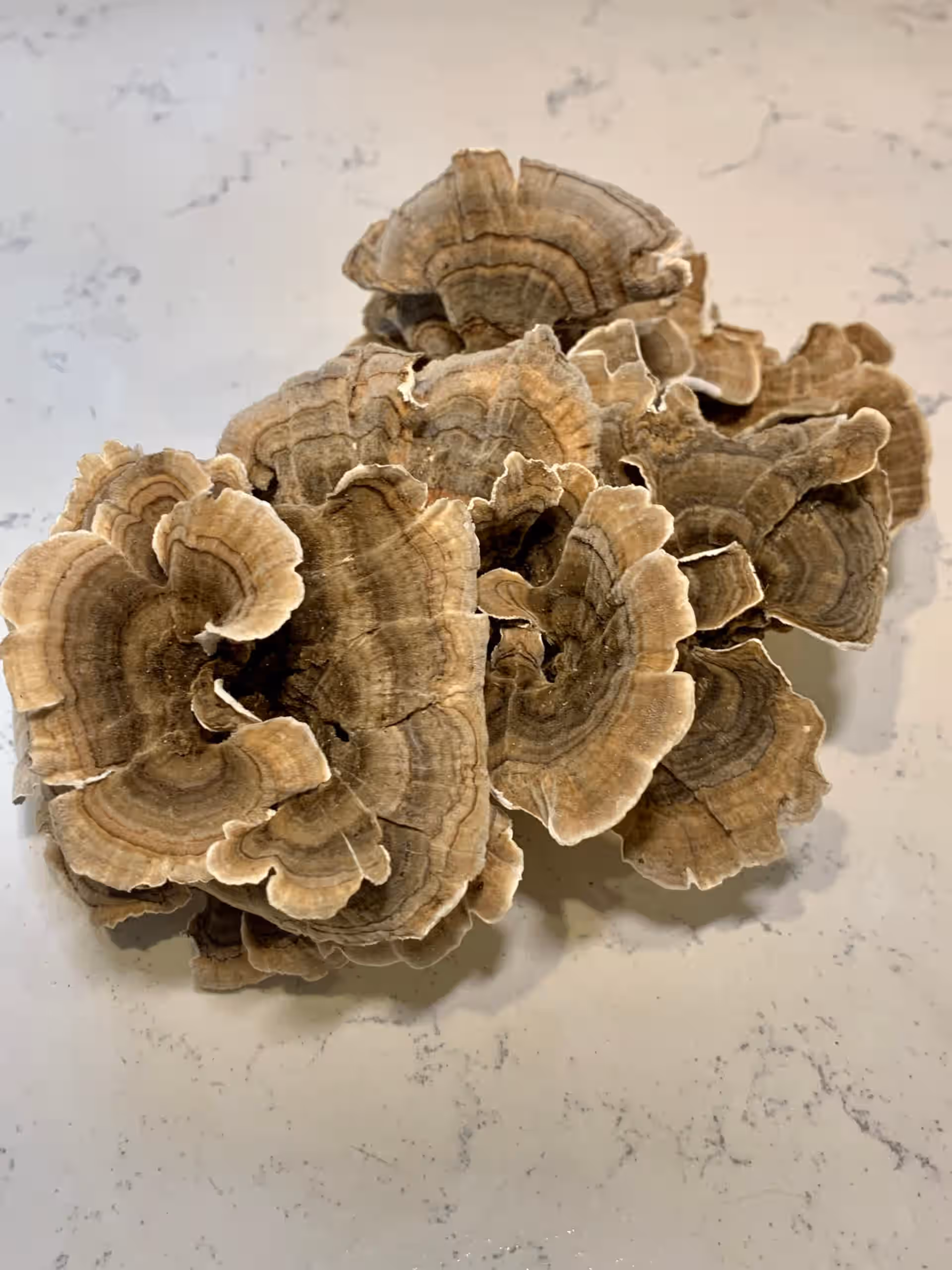 Illinois Turkey Tail medicinal mushroom 1 oz