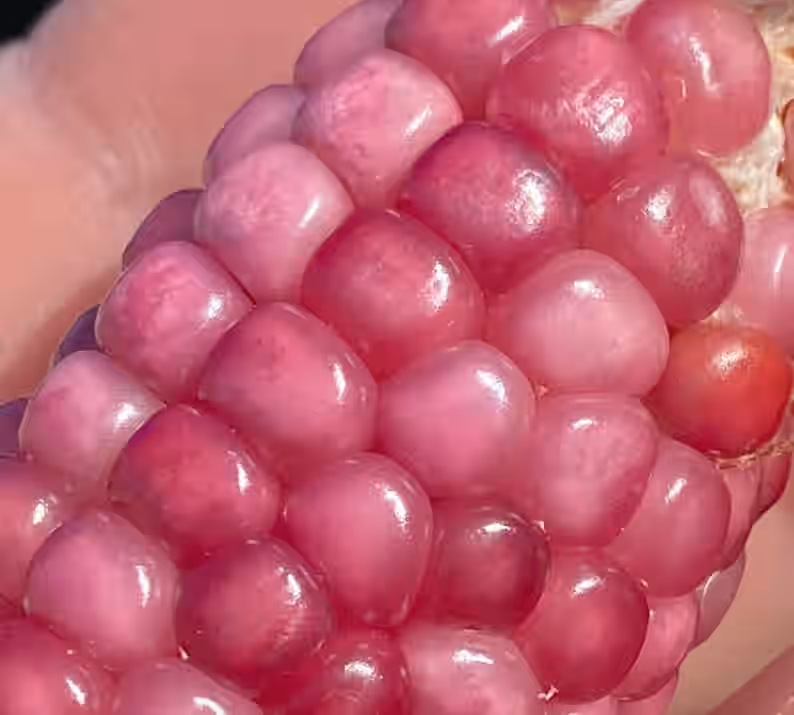 Neon Pink Popcorn Corn Heirloom Premium 20+ Seed Packet
