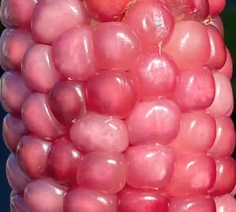 Neon Pink Popcorn Corn Heirloom Premium 20+ Seed Packet