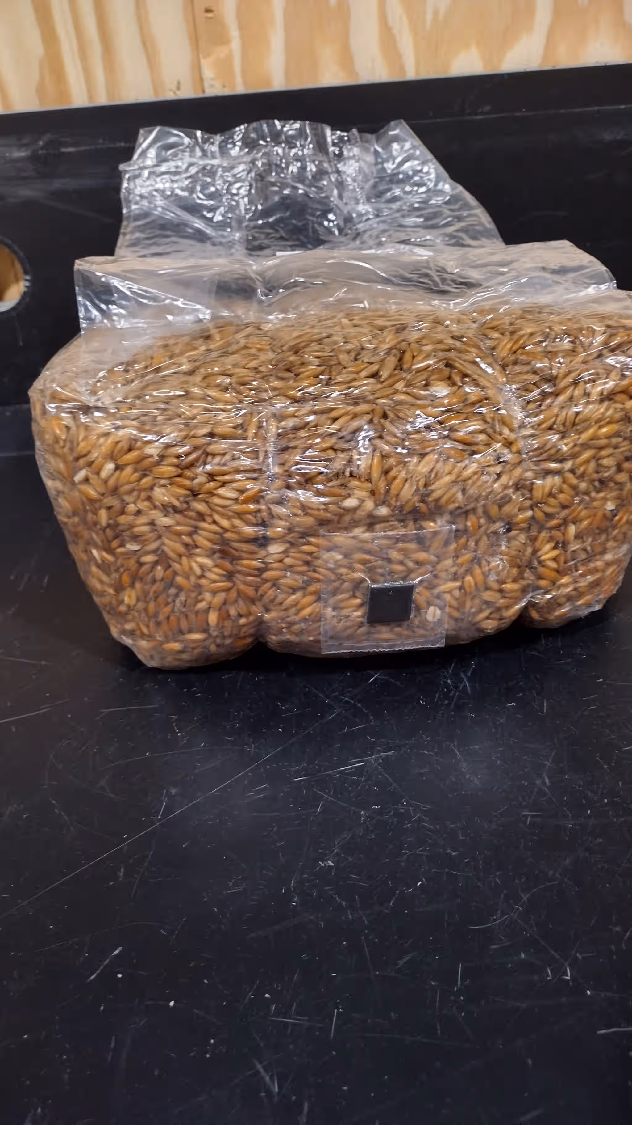 5lbs  Sterilized Grain spawn