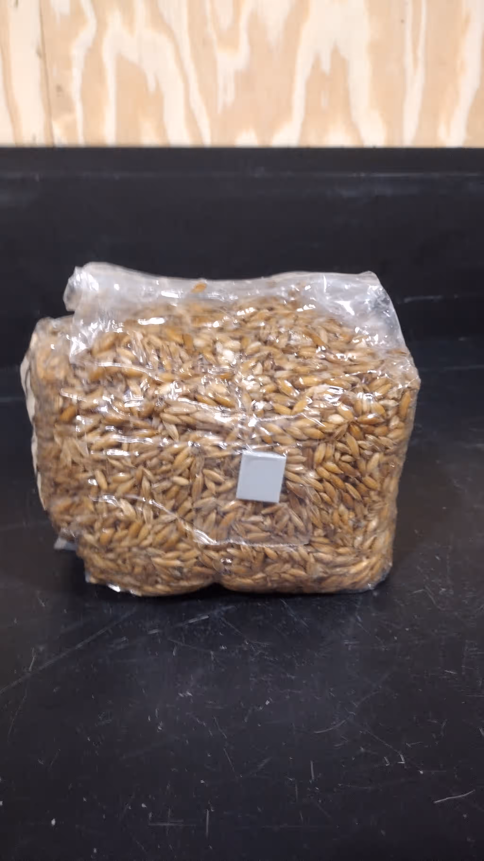 5lbs  Sterilized Grain spawn
