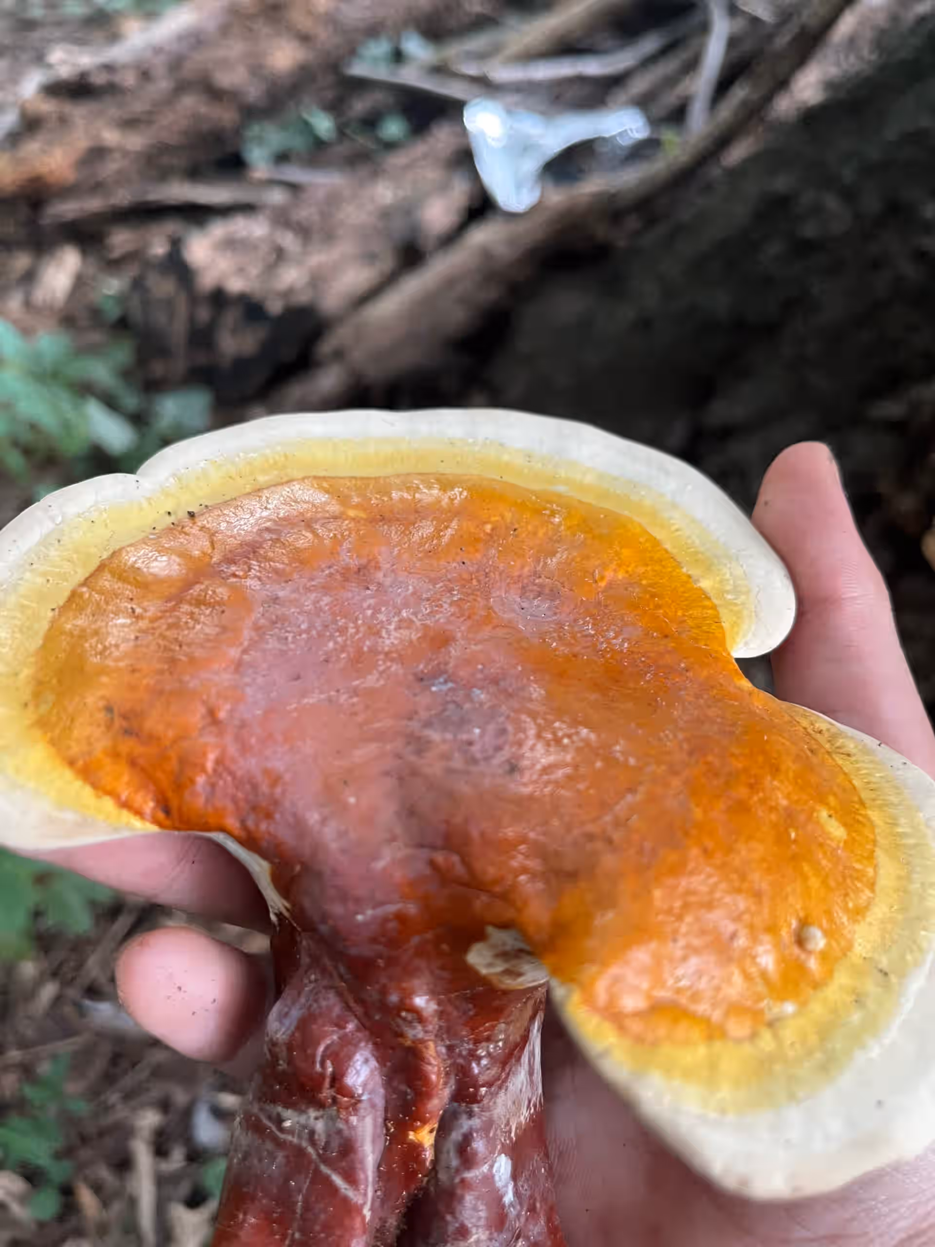 Reishi Double Extraction Tincture, Full Moon - Available August 15th