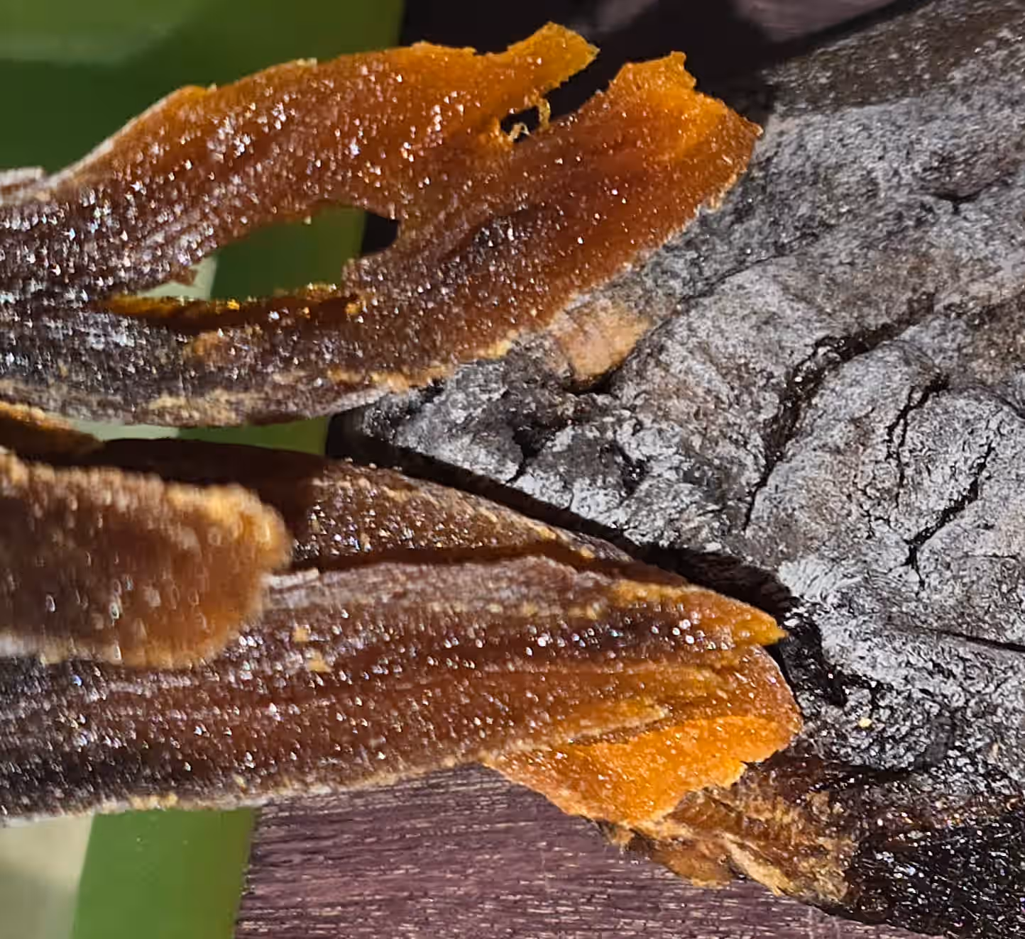 Hoshigaki - Dried Hachiya Persimmon