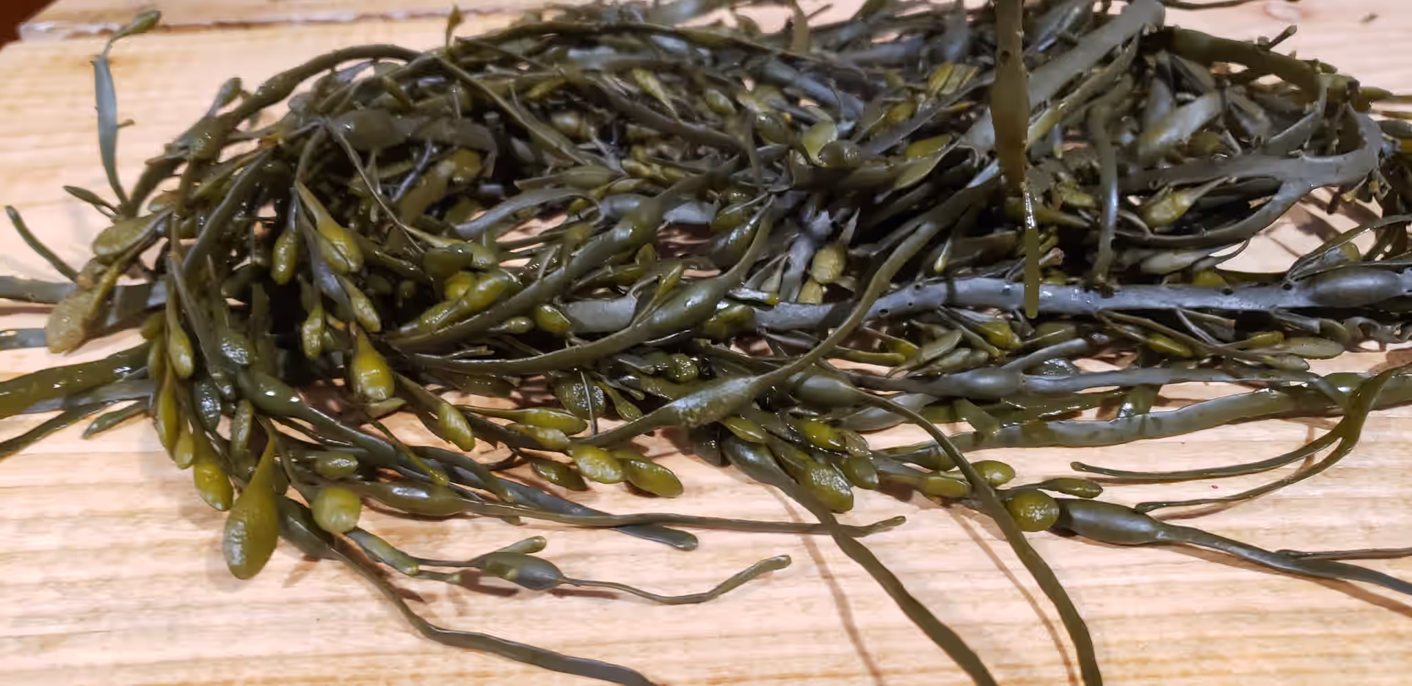 Dried Seaweed - Egg Wrack/Knotted Wrack - 4 oz