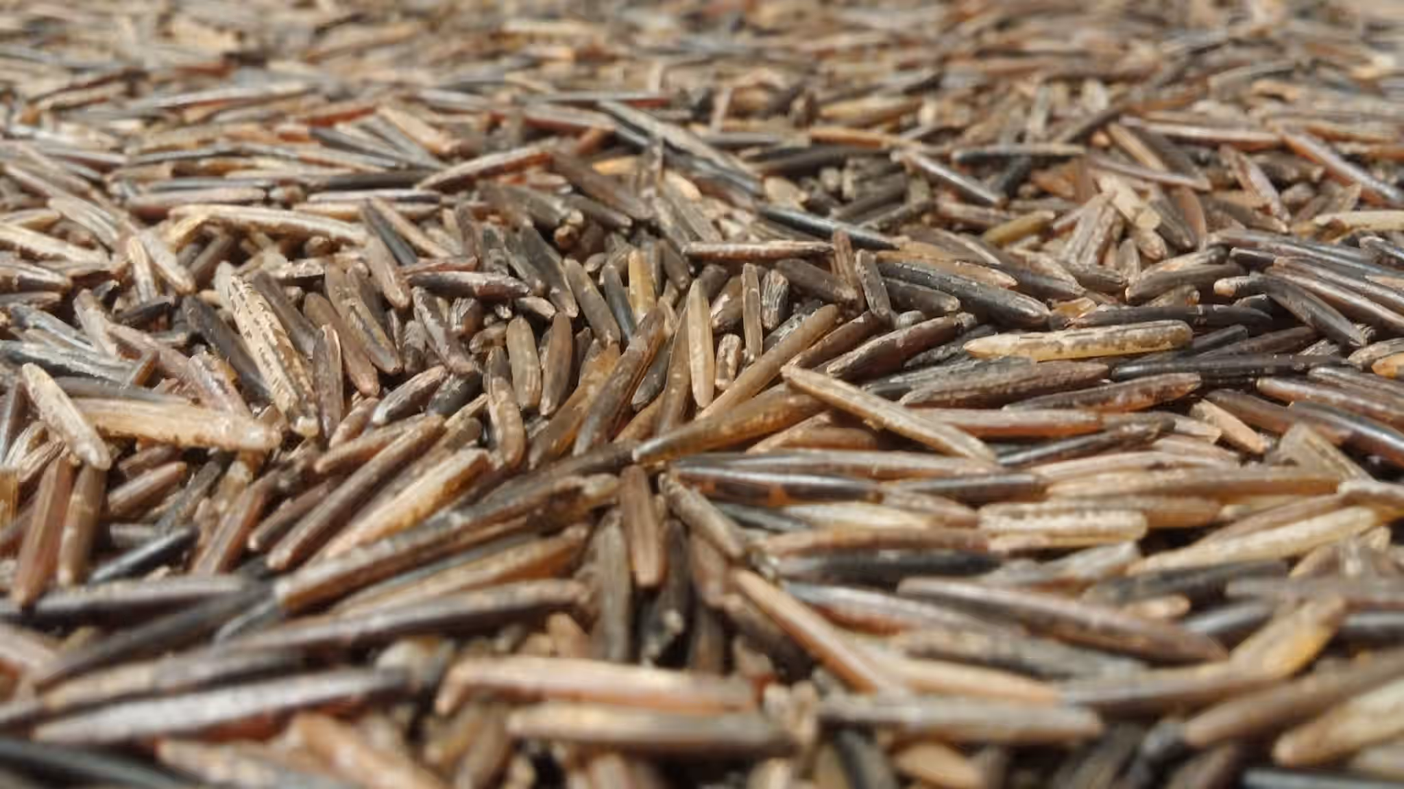 Organic Hand Harvested Wild Rice