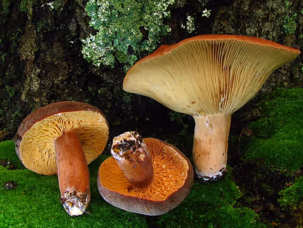 Bulk Fresh Leatherback Mushrooms (1lb)