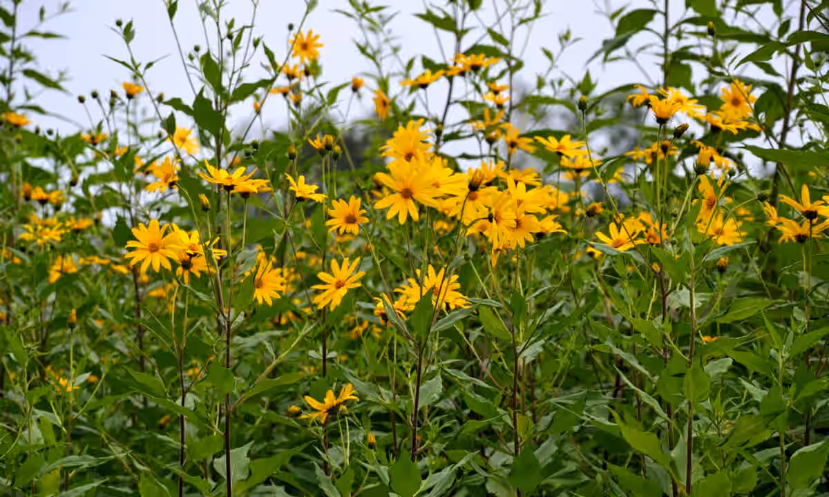 Fresh Sunchoke 10-15 tubers