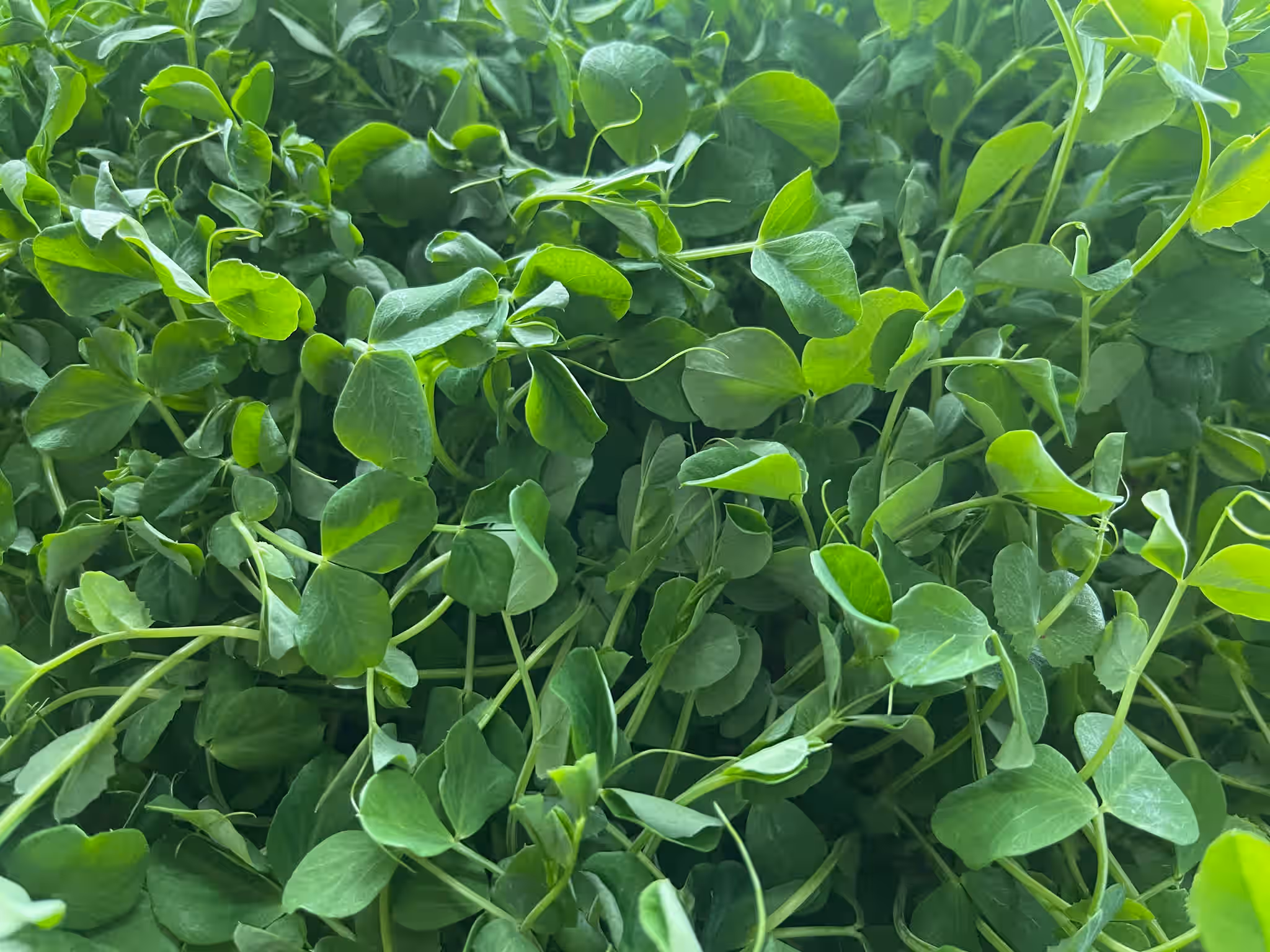 Organic Dundale Pea Microgreens