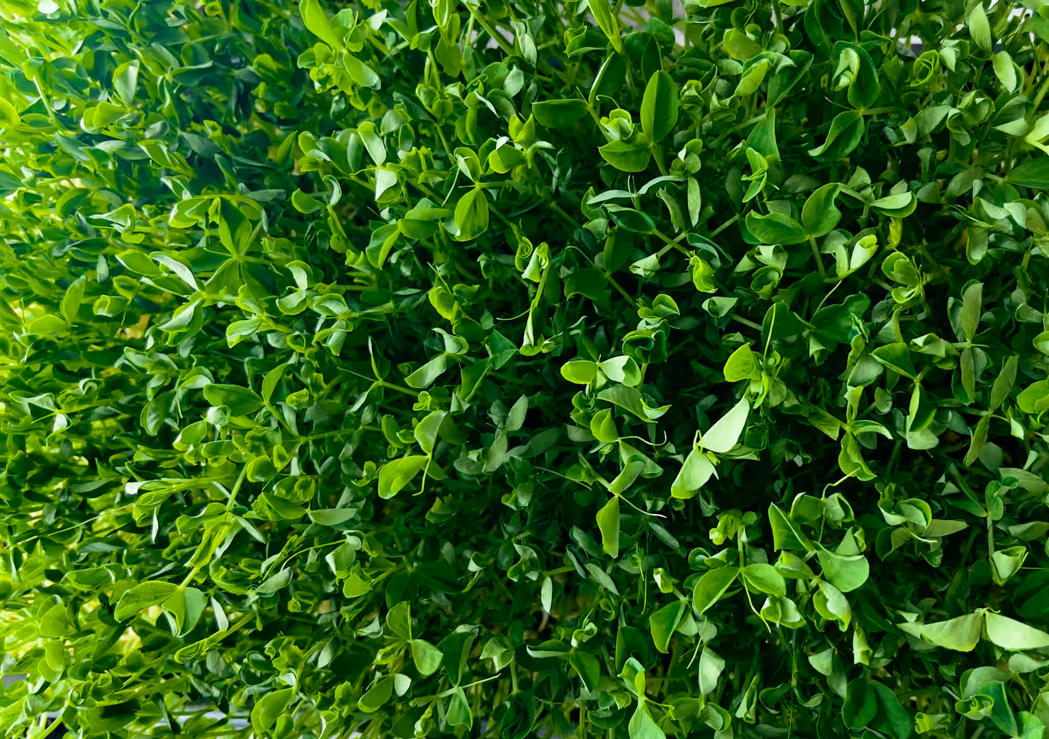 Organic Dundale Pea Microgreens
