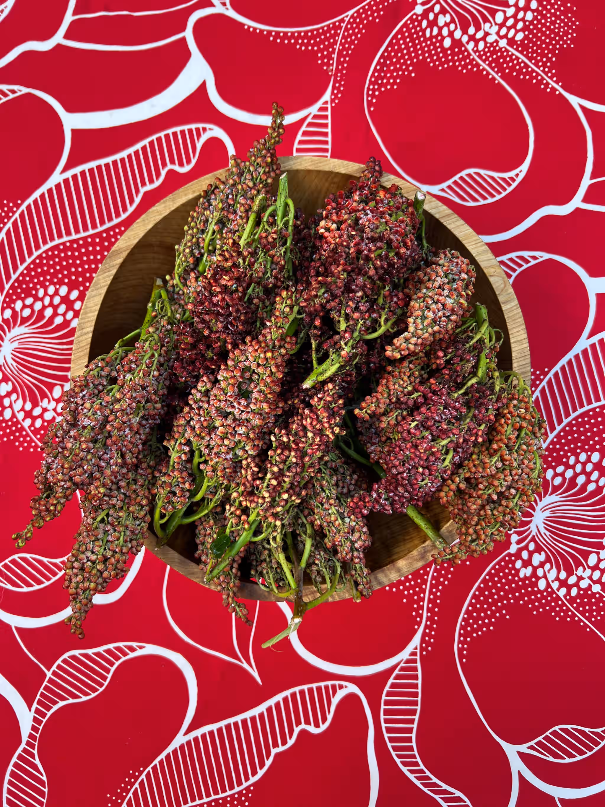 Wild Staghorn Sumac, extremely fresh in bracts