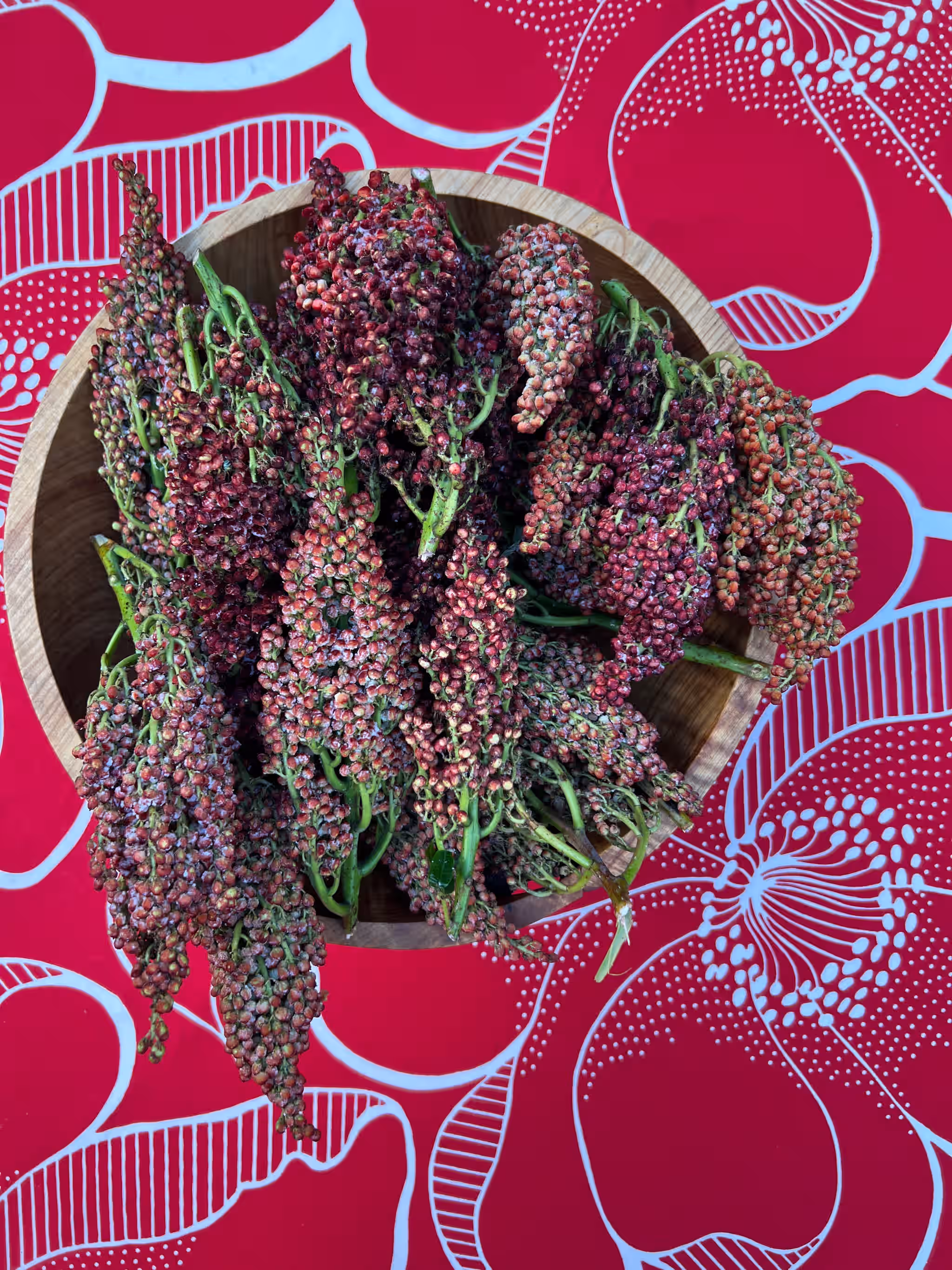 Wild Staghorn Sumac, extremely fresh in bracts