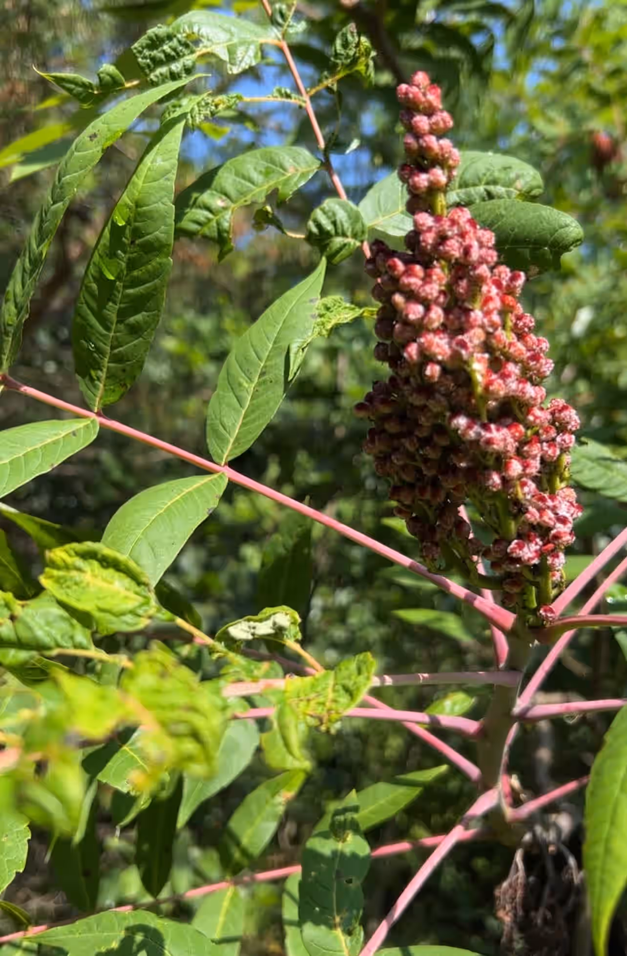 Wild Staghorn Sumac, extremely fresh in bracts