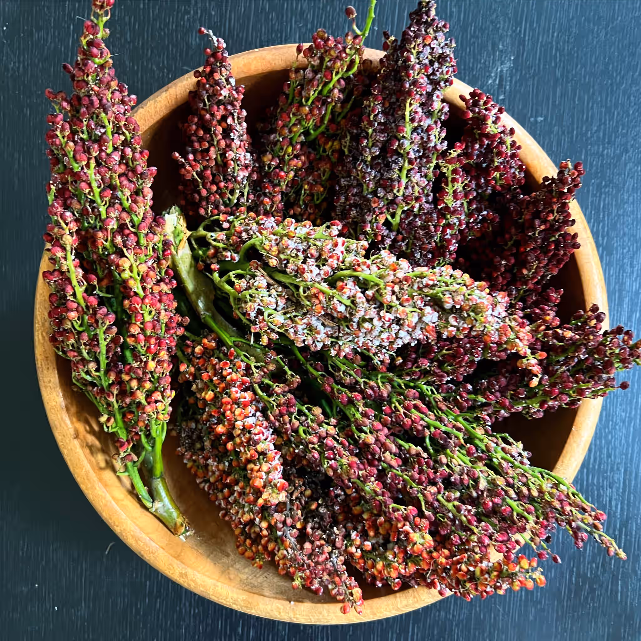Wild Staghorn Sumac, extremely fresh in bracts