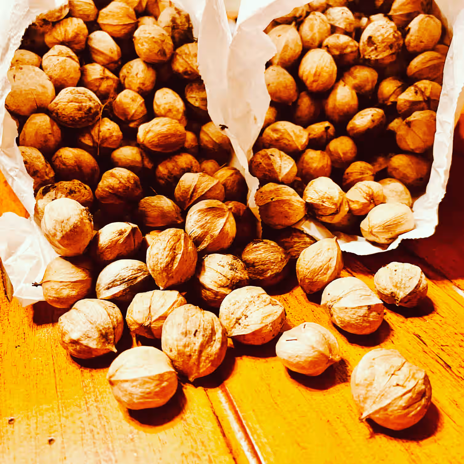 1 pound Wild Foraged Shagbark Hickory Nuts | Hand gathered | Woods gathered | In Shell | Pennsylvania 2025