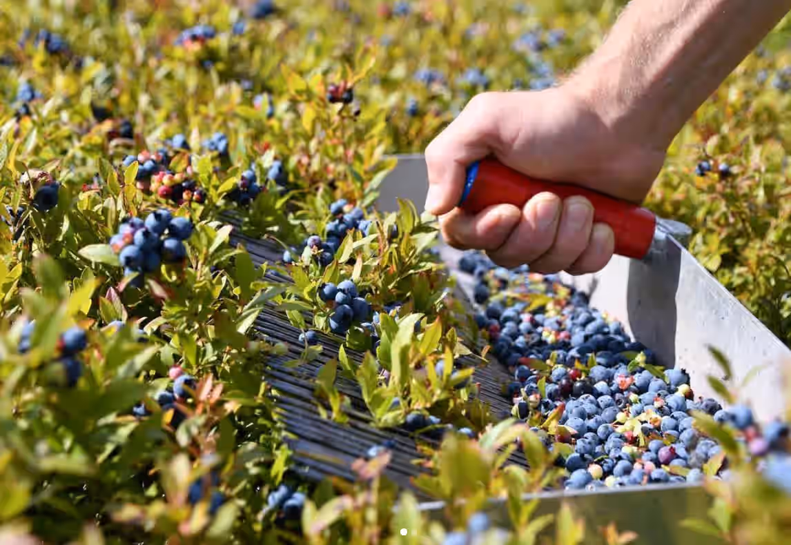 Organic Hand-Raked Wild Blueberries (Frozen) - 5 LB. Box