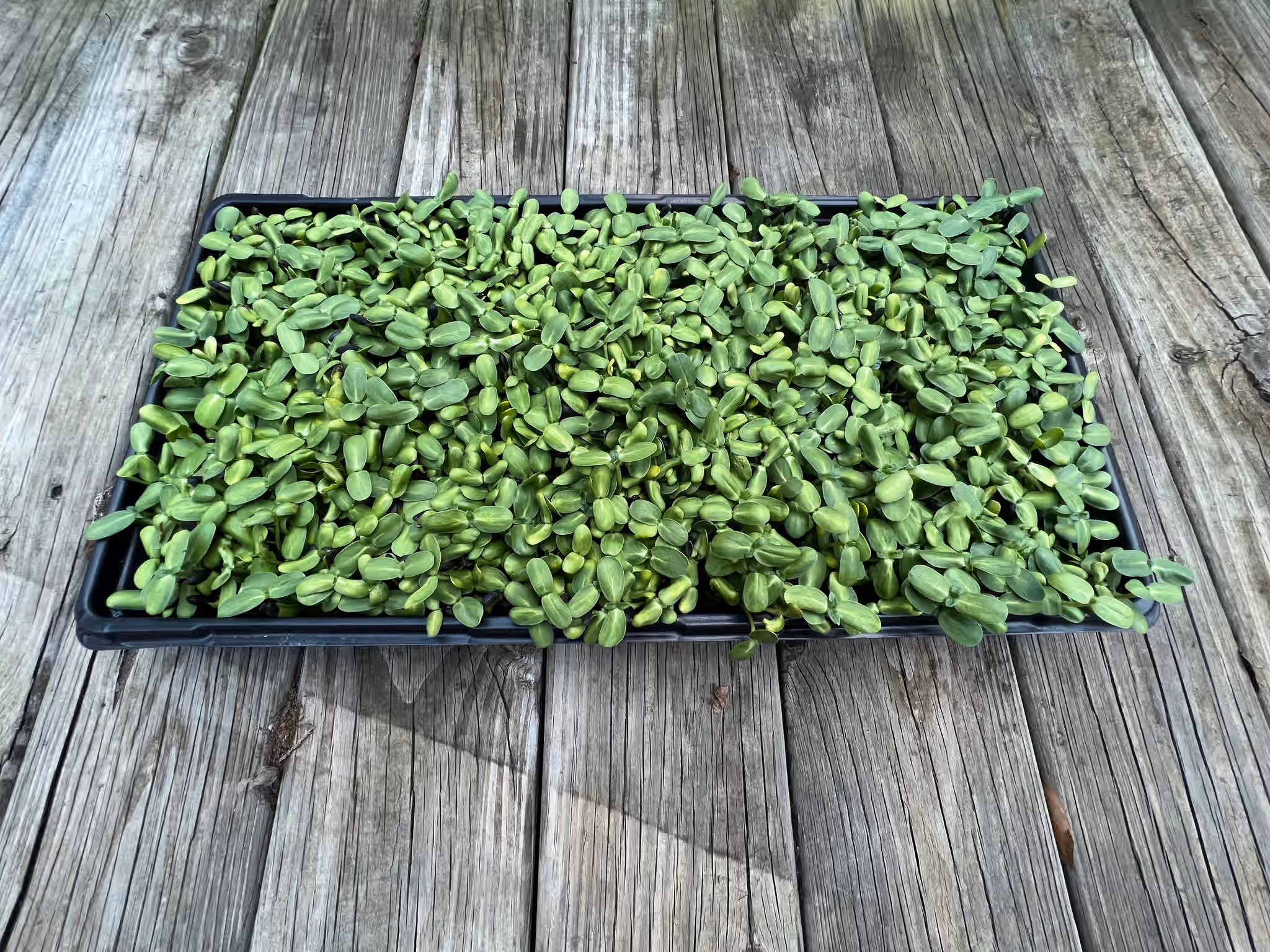 Sunflower Sprouts