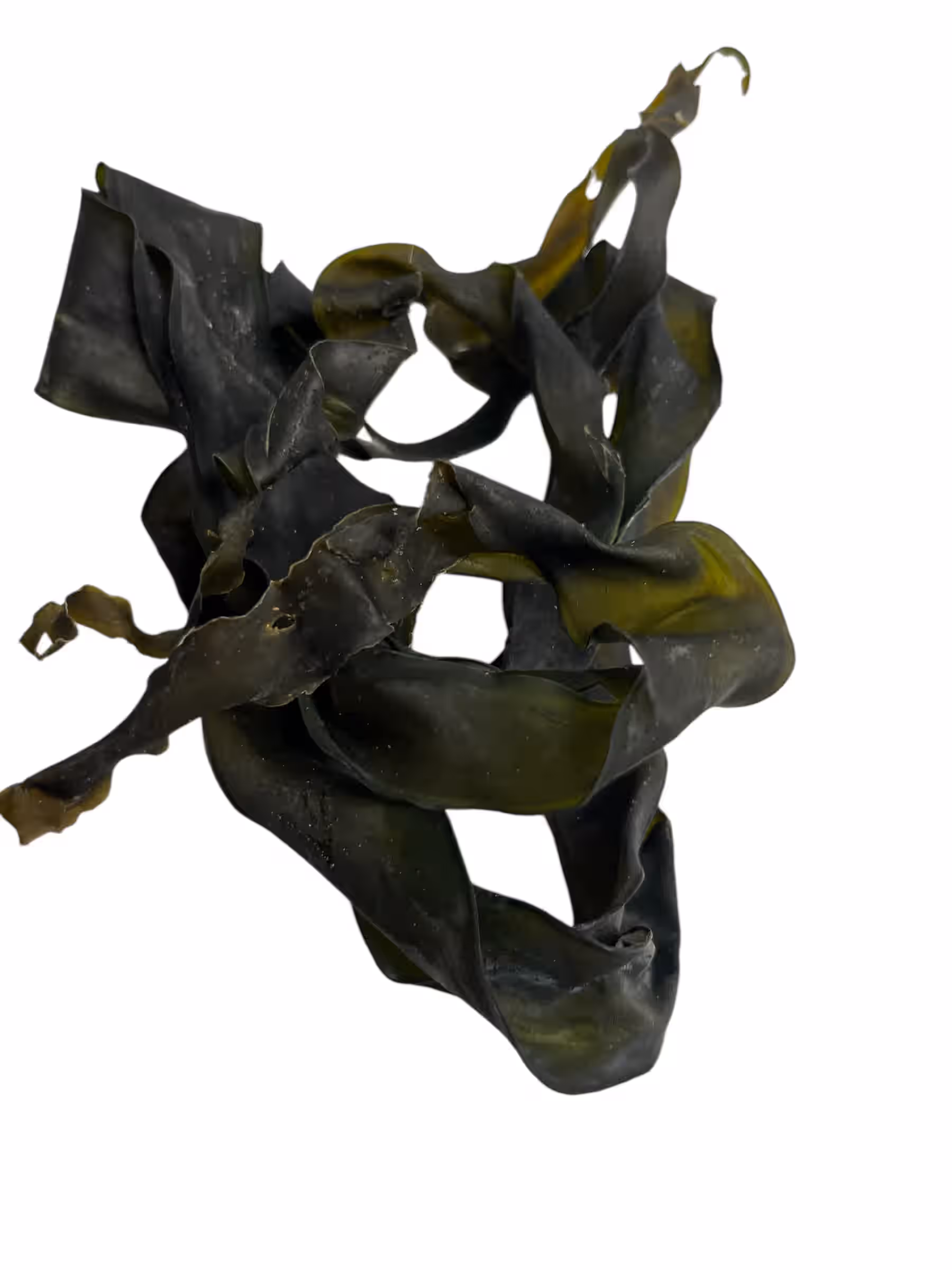 Kombu Kelp