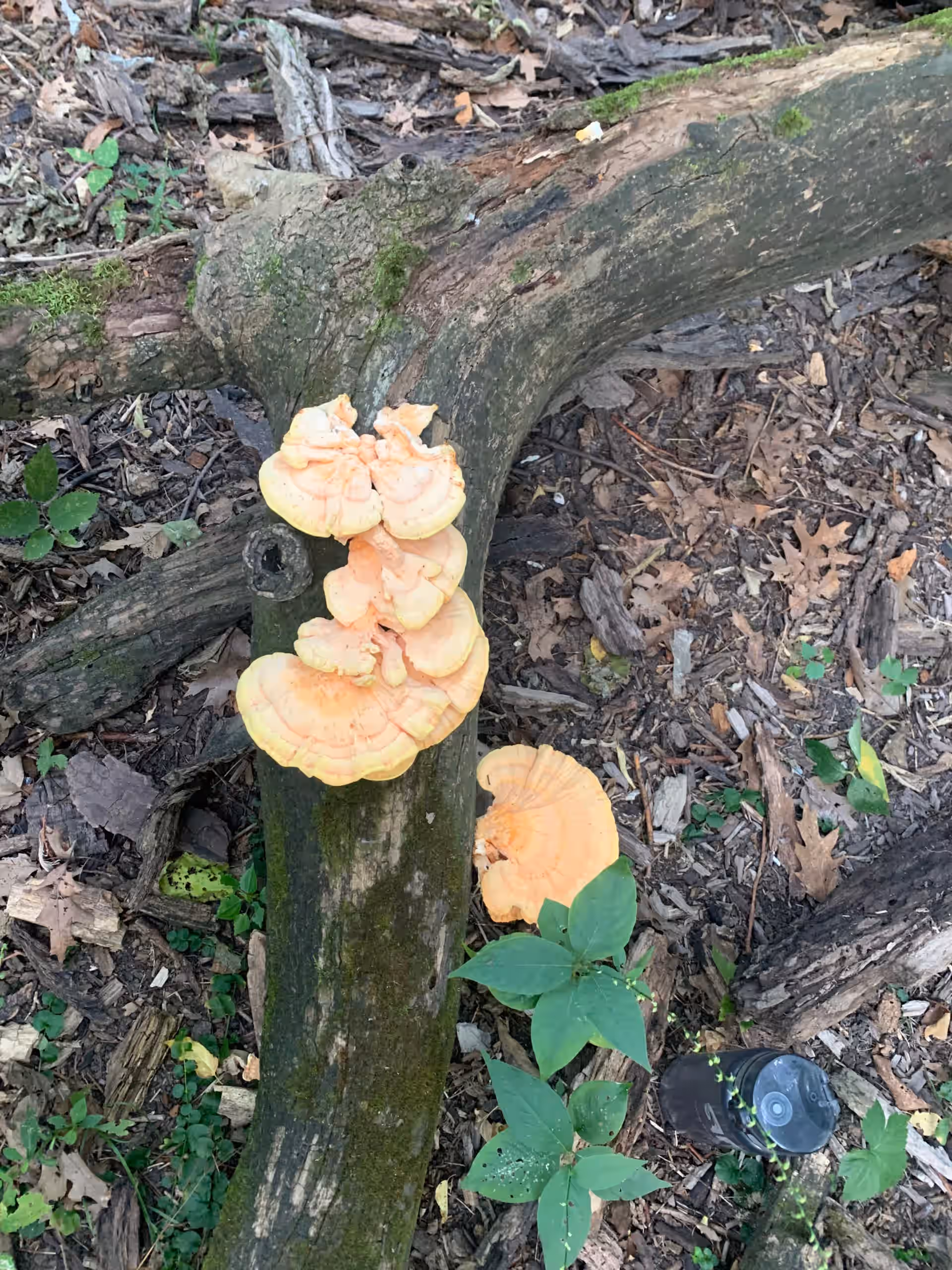 Fresh Illinois Chicken of the woods 2oz
