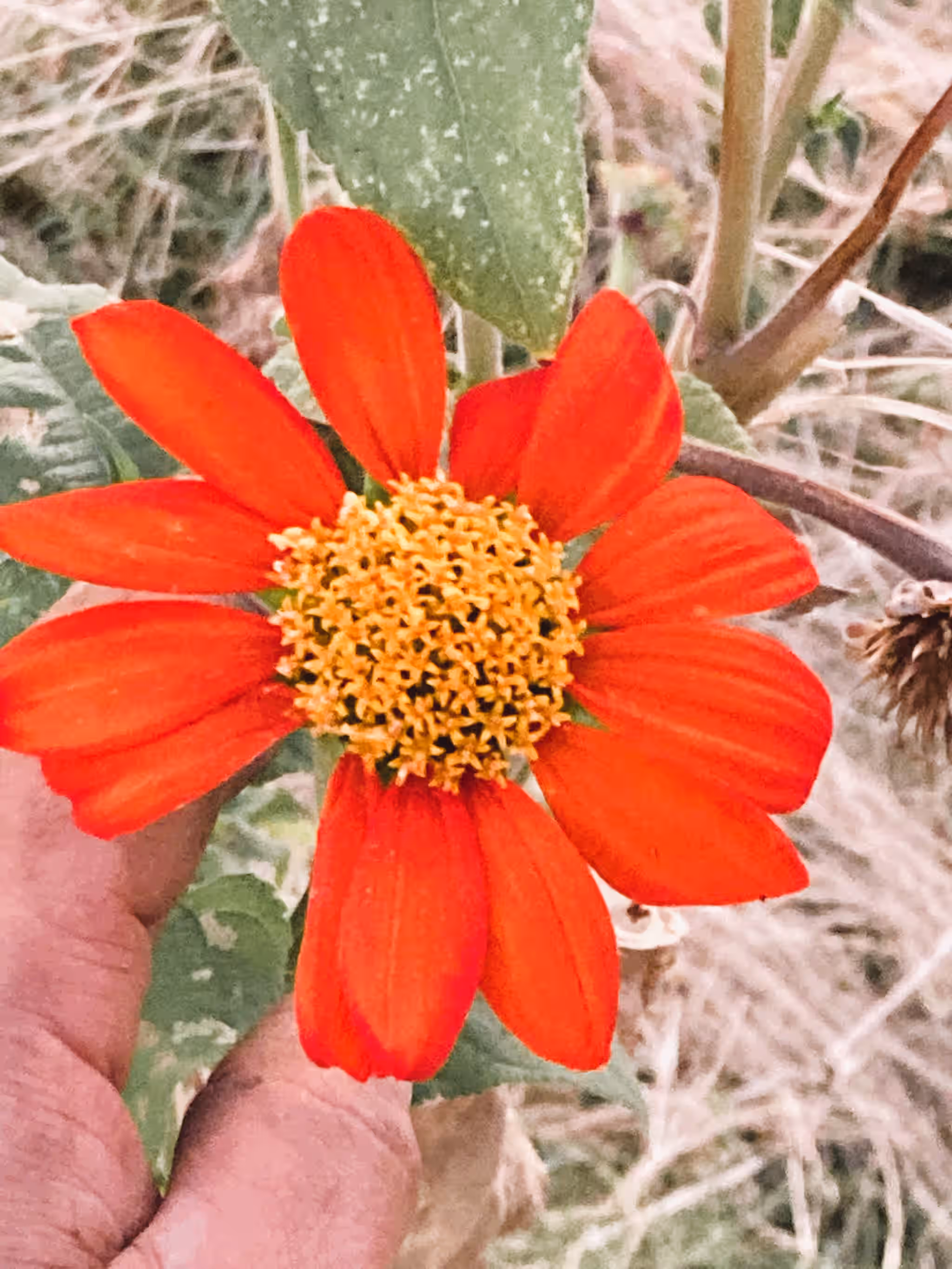 Mexican Sunflower (Tithonia rotundifolia) ‚Äì Live Starter Plant Grown Organically