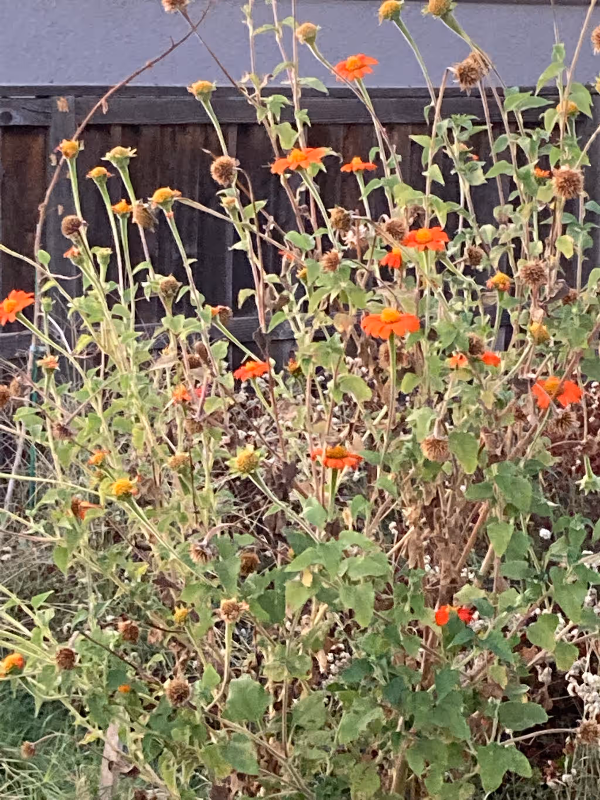 Mexican Sunflower (Tithonia rotundifolia) ‚Äì Live Starter Plant Grown Organically