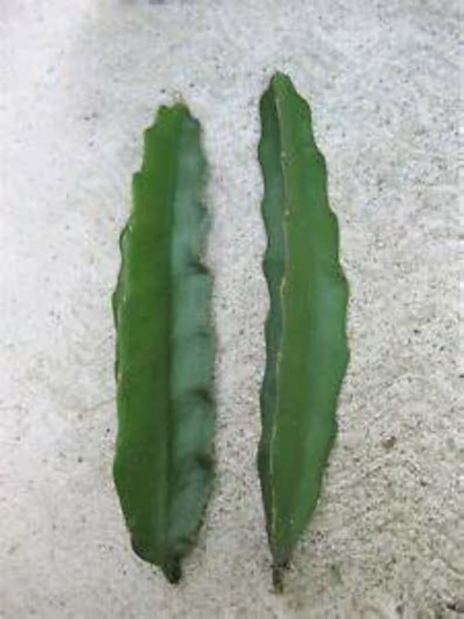 2 Purple Haze Dragon Fruit Cuttings