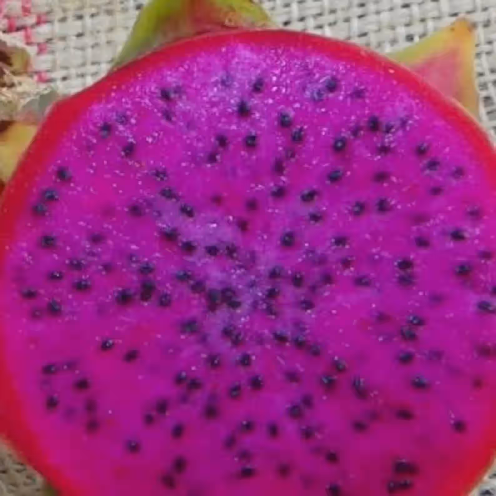 2 Purple Haze Dragon Fruit Cuttings