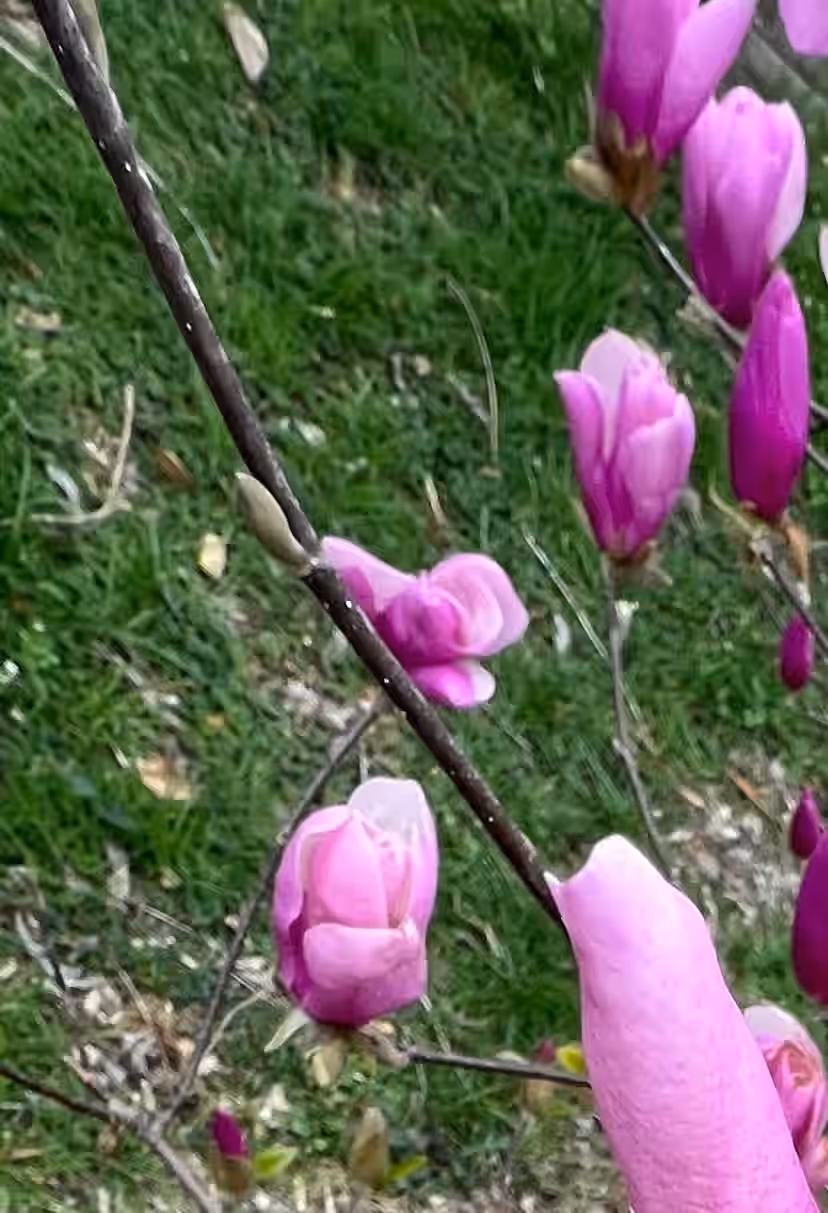 Fresh Magnolia Blossoms - organic* for culinary use