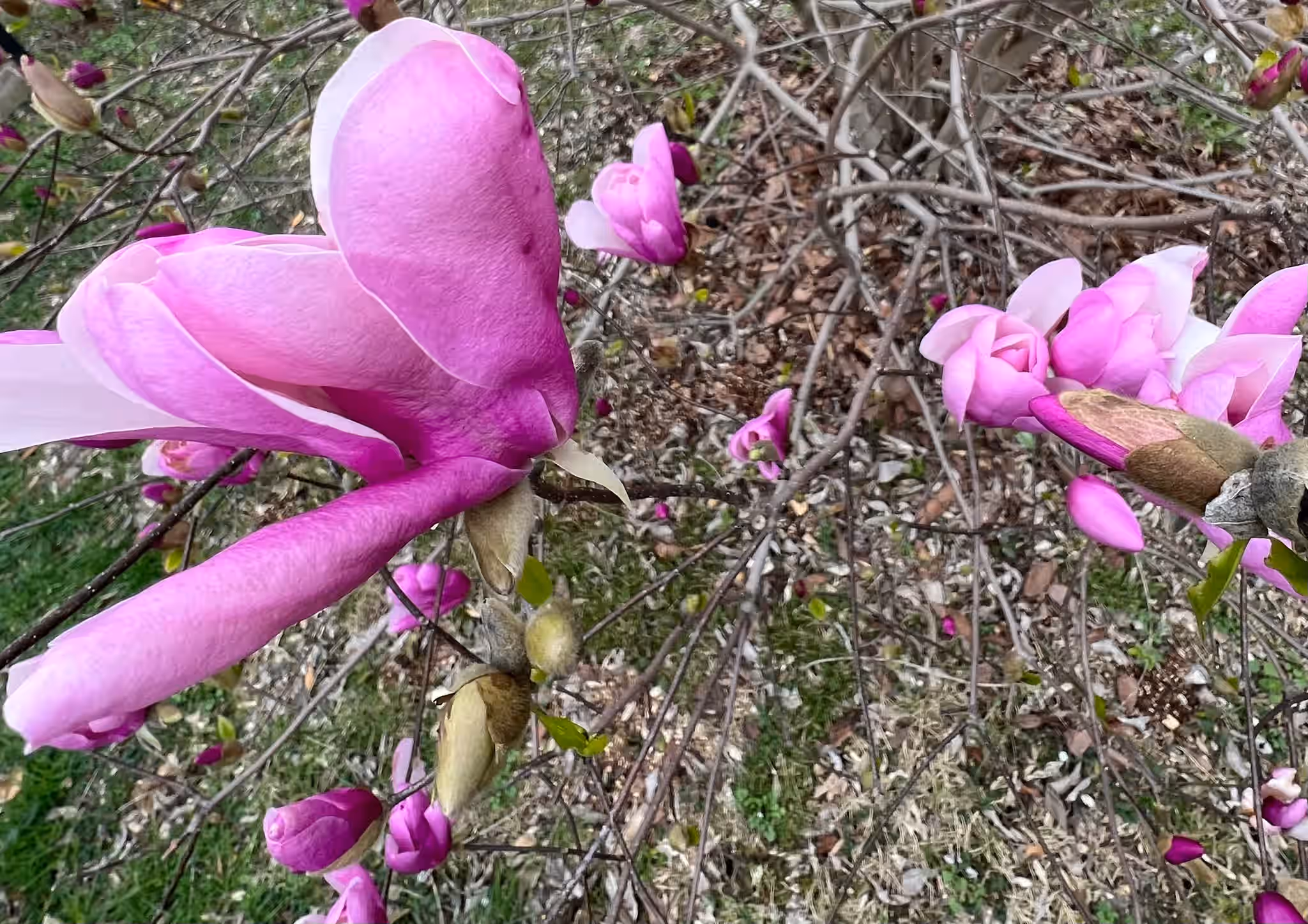 Fresh Magnolia Blossoms - organic* for culinary use