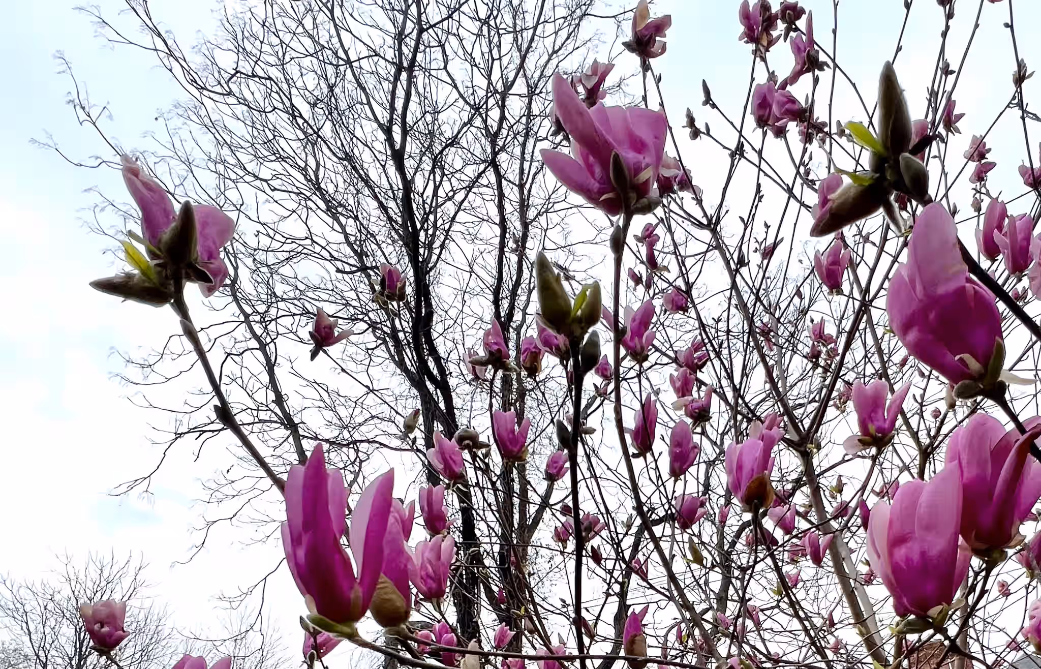 Fresh Magnolia Blossoms - organic* for culinary use 3 Fresh Magnolia Blossoms - organic* for culinary use