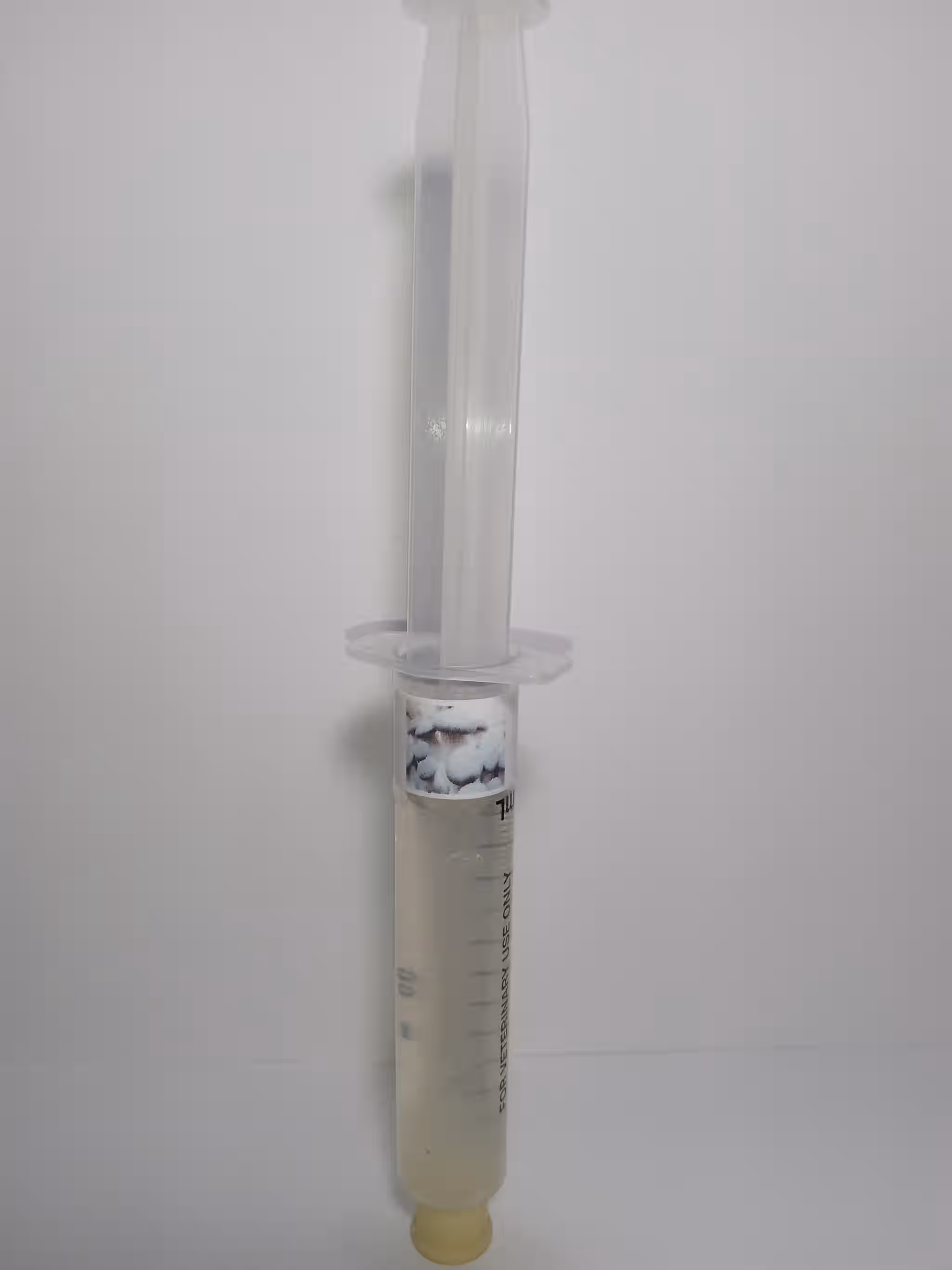 Black Pearl King Oyster Mushroom Mycelium  Liquid Culture 12ml