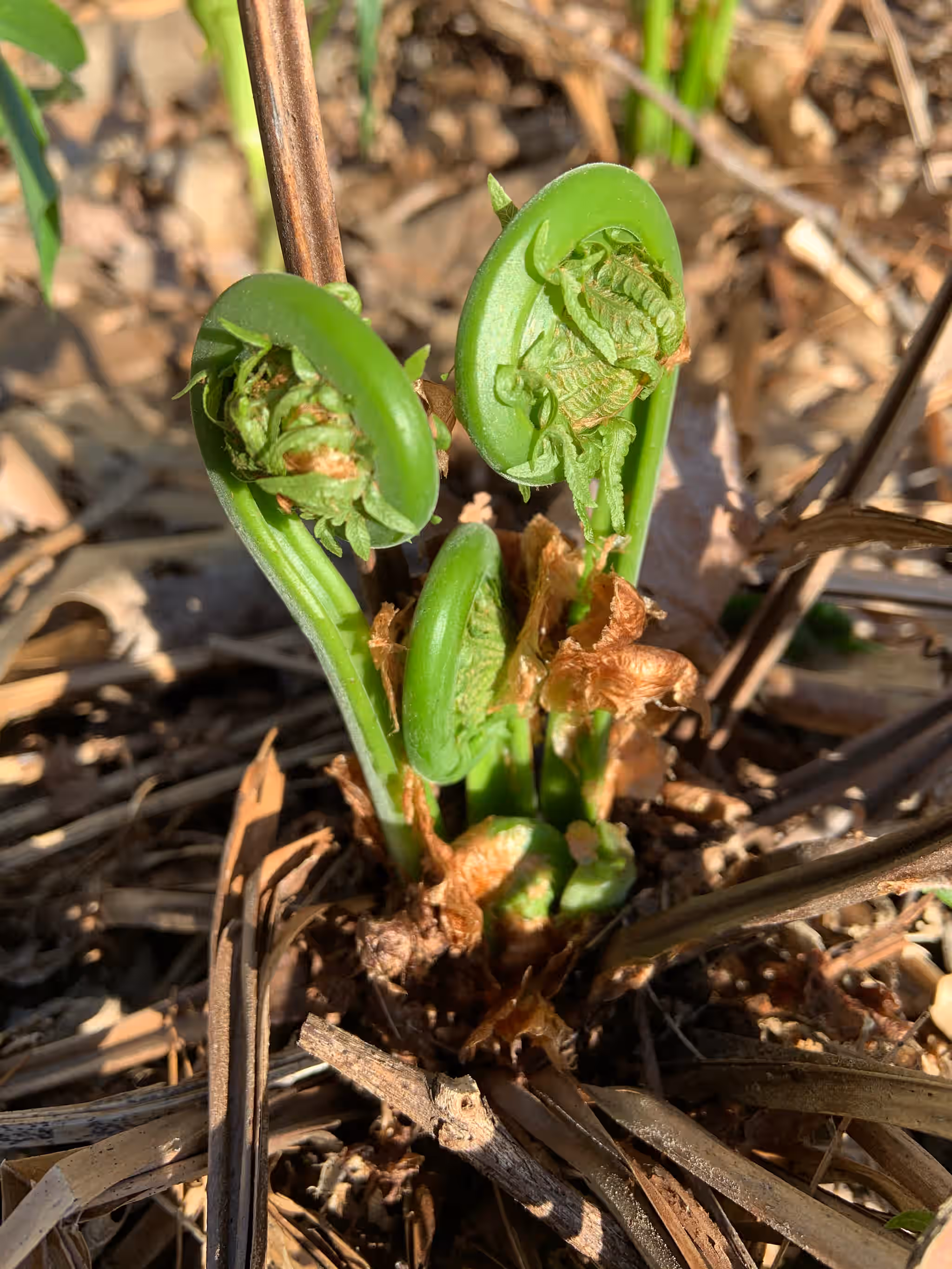 Fresh Vermont Fiddleheads