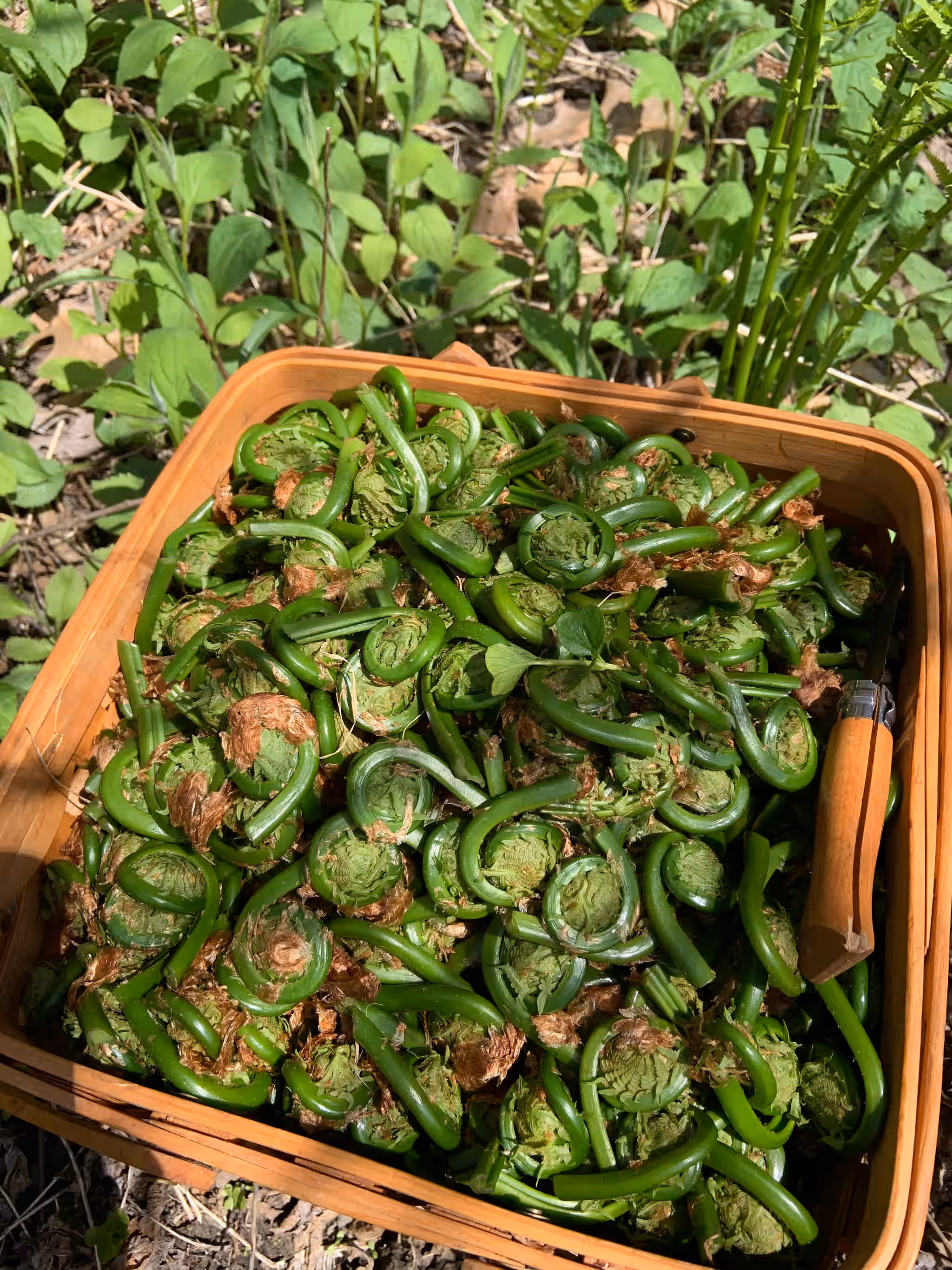 Fresh Vermont Fiddleheads