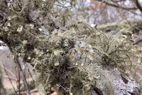 Wild Foraged Double Extracted Usnea Tincture