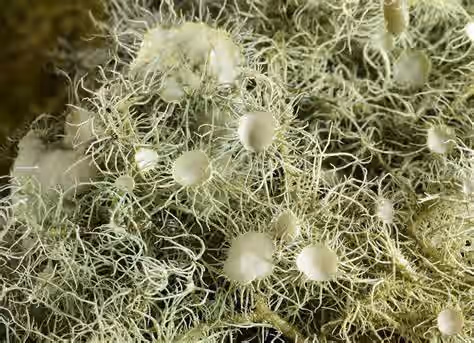 Wild Foraged Double Extracted Usnea Tincture