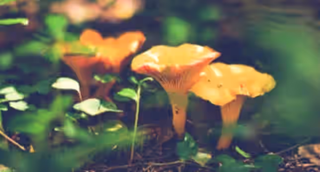 Liquid Culture: Cantharellus cinnabarinus, Red Chanterelle