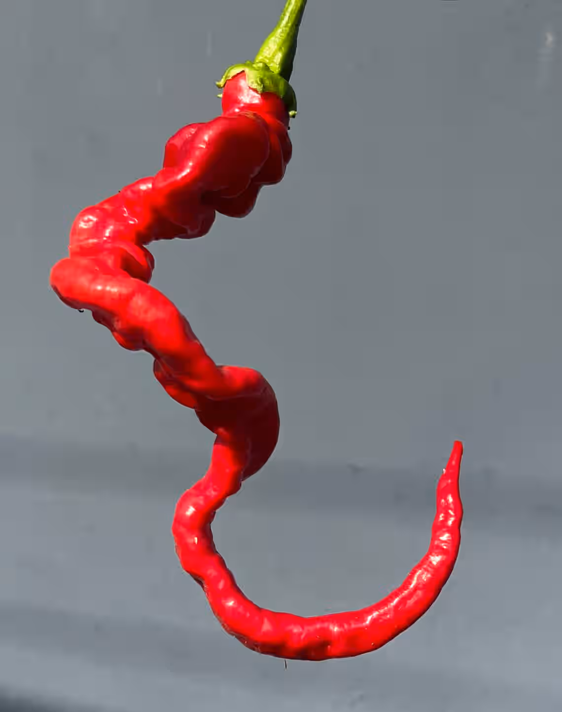 Helix Nebula Space Chile Pepper Premium Seed Packet